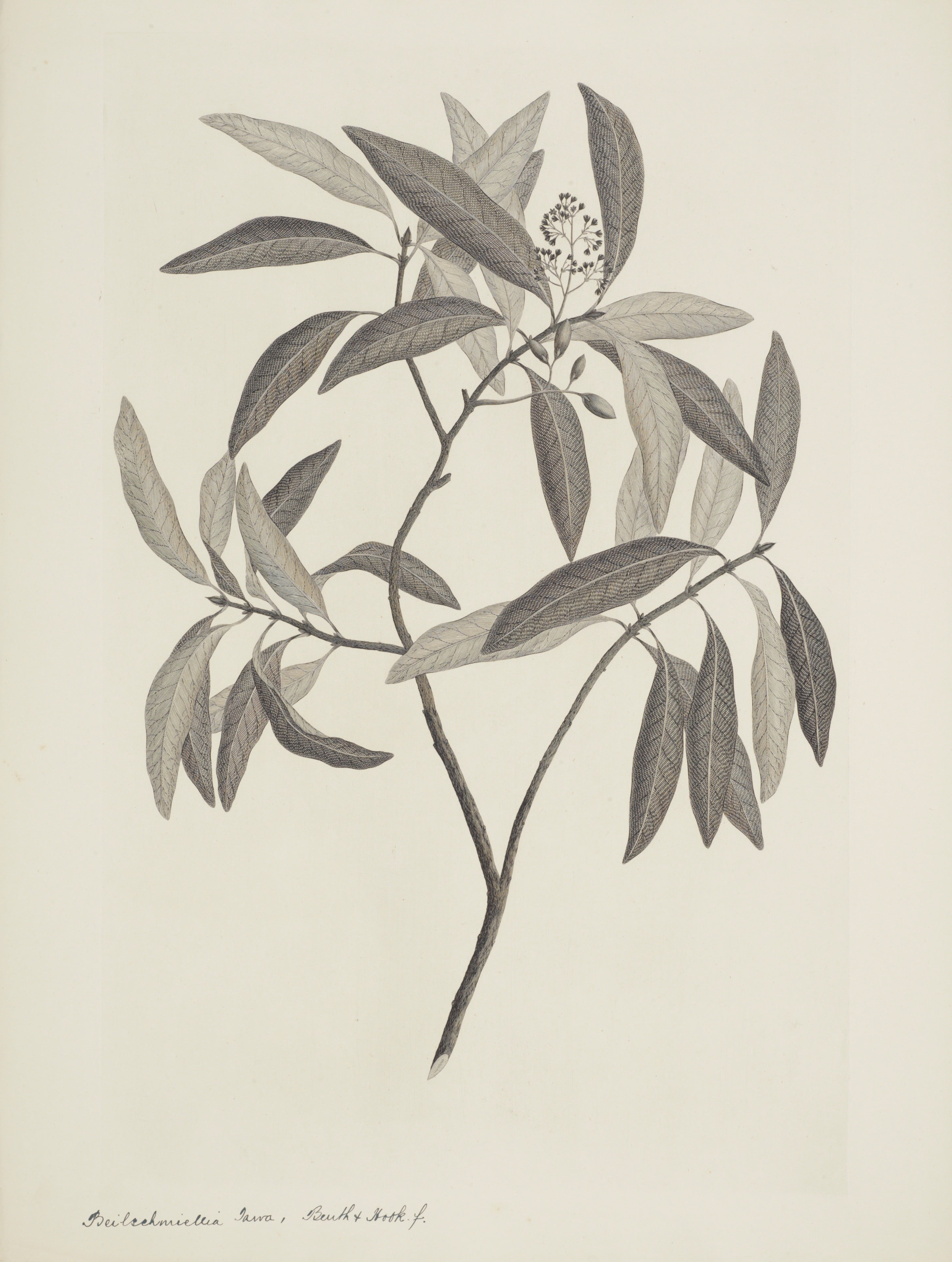 NEW ZEALAND PLANT 7