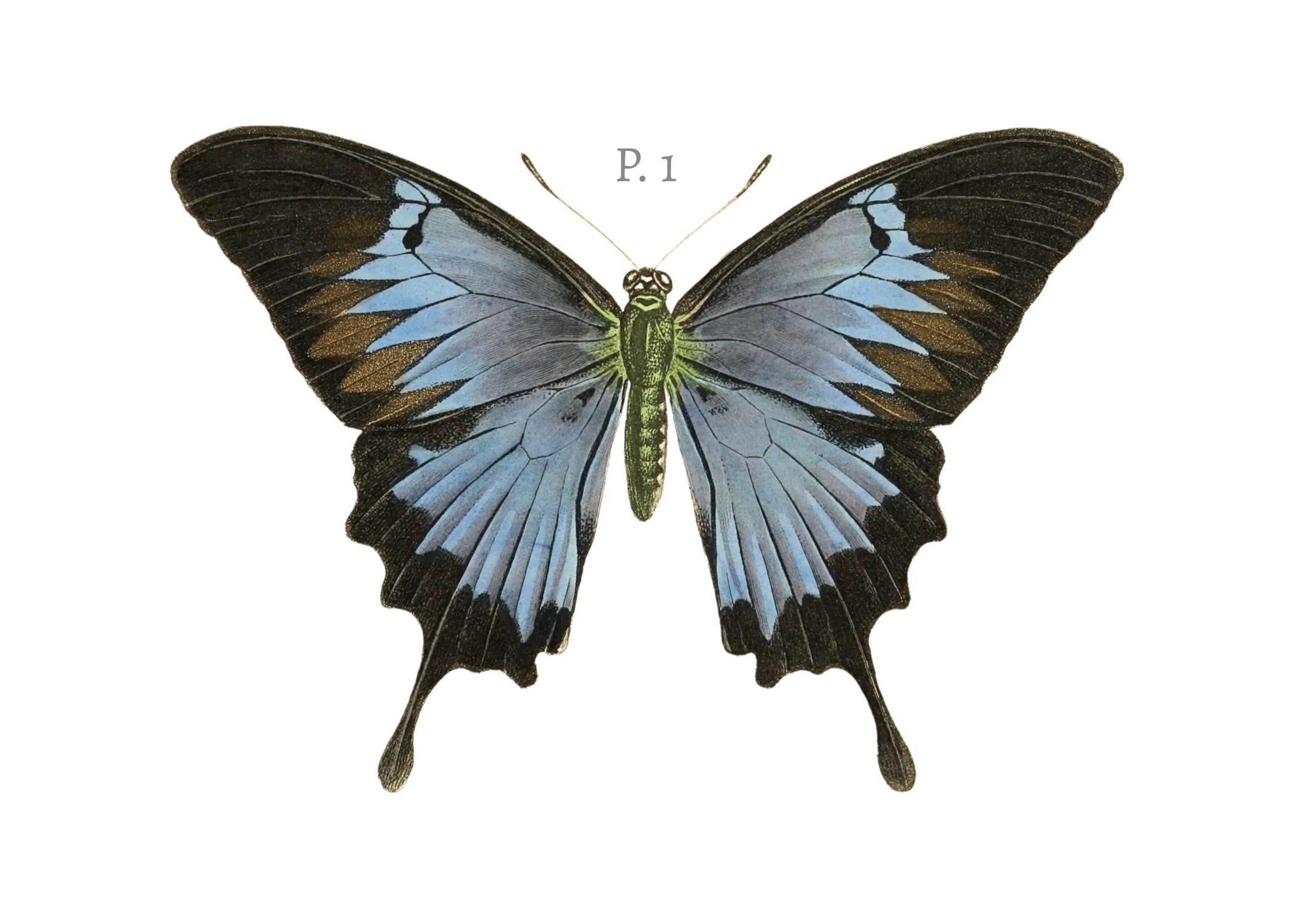 BUTTERFLY SERIES 1