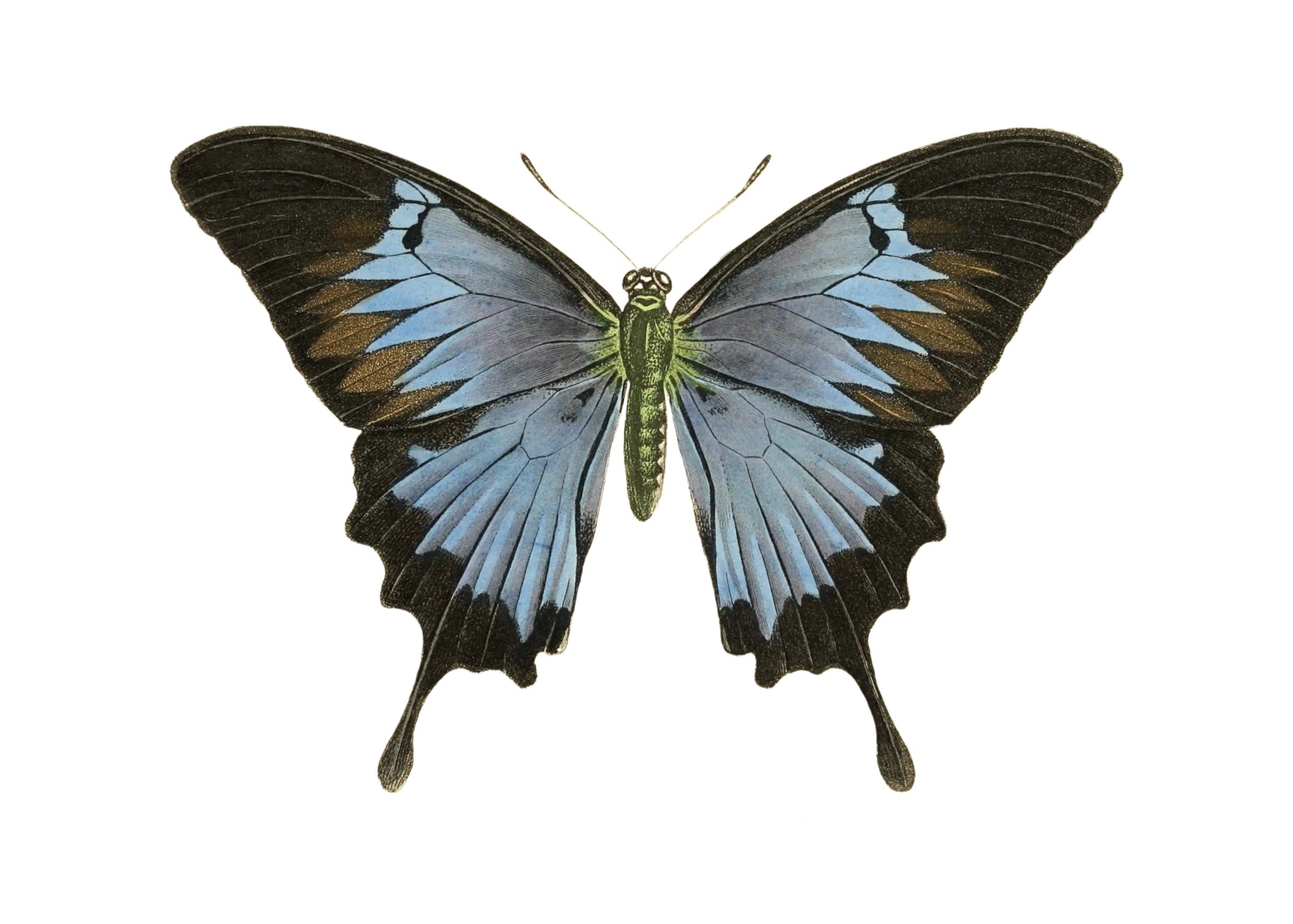 BUTTERFLY SERIES 1