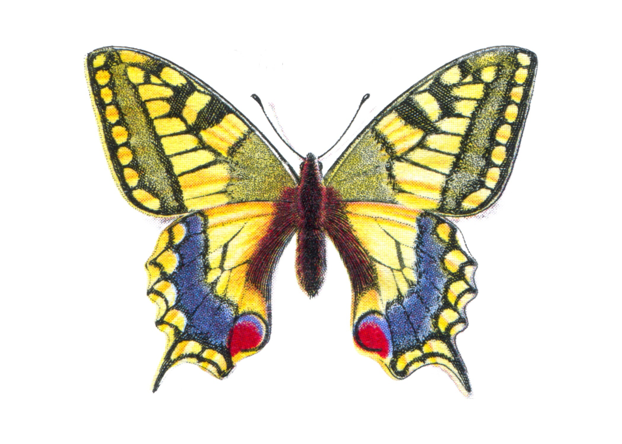 BUTTERFLY SERIES 11