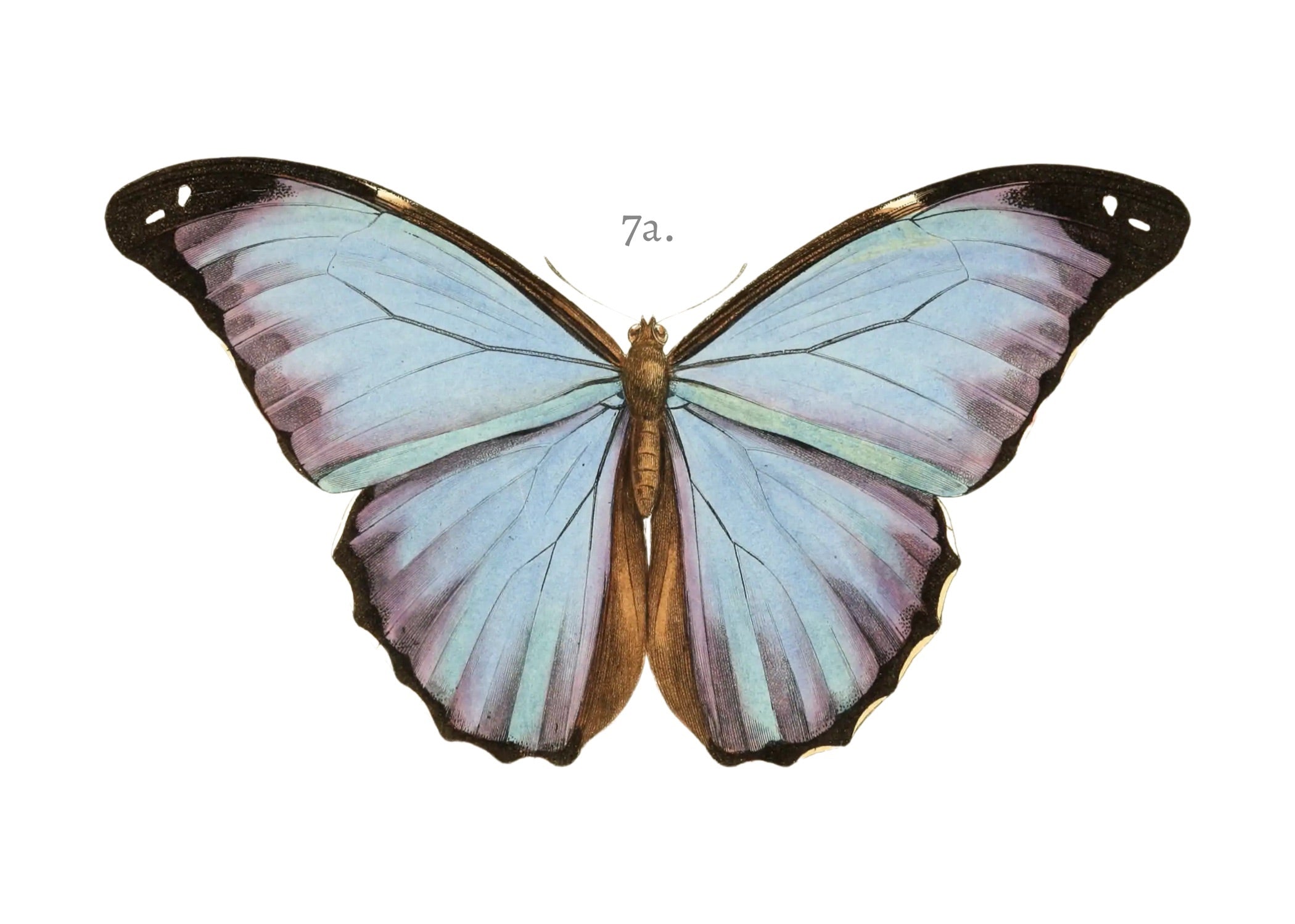 BUTTERFLY SERIES 12