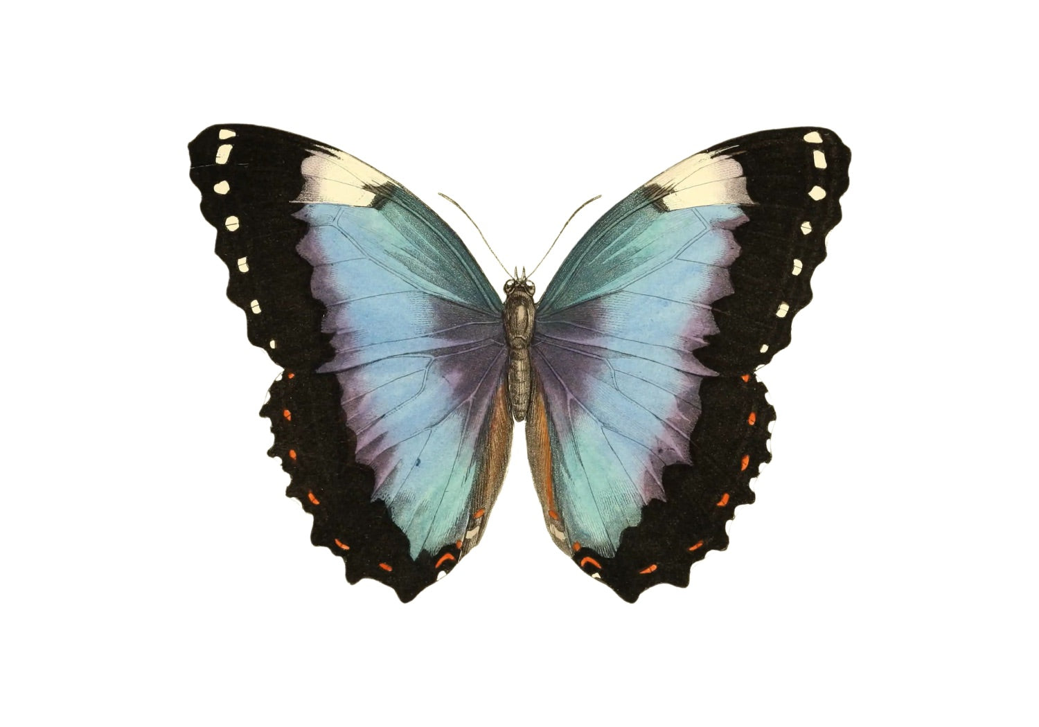 BUTTERFLY SERIES 13