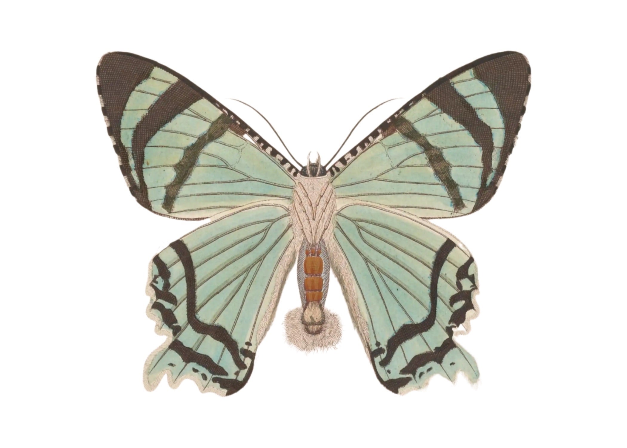 BUTTERFLY SERIES 14