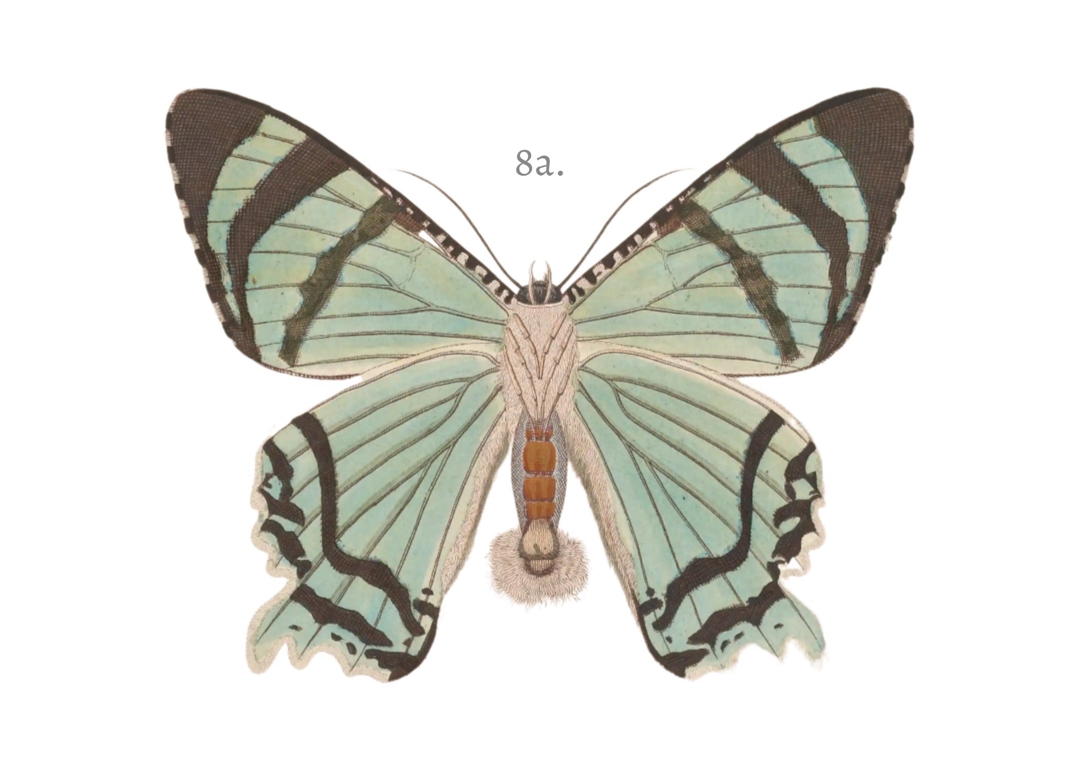 BUTTERFLY SERIES 14