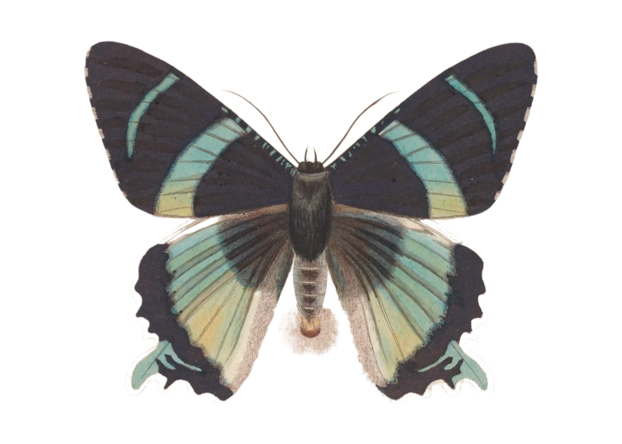 BUTTERFLY SERIES 15
