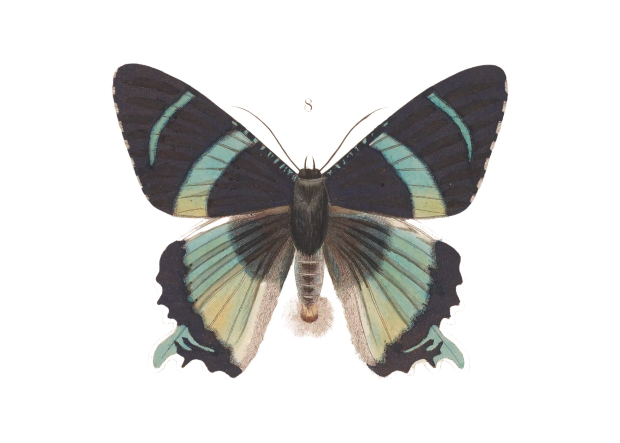 BUTTERFLY SERIES 15