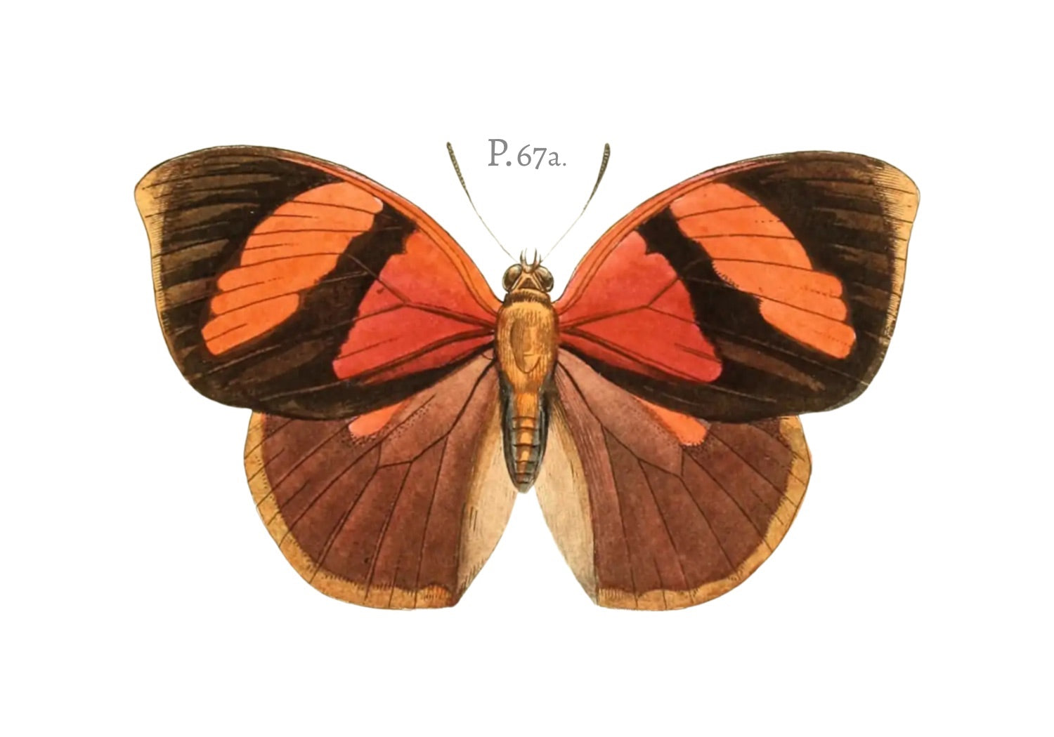 BUTTERFLY SERIES 17