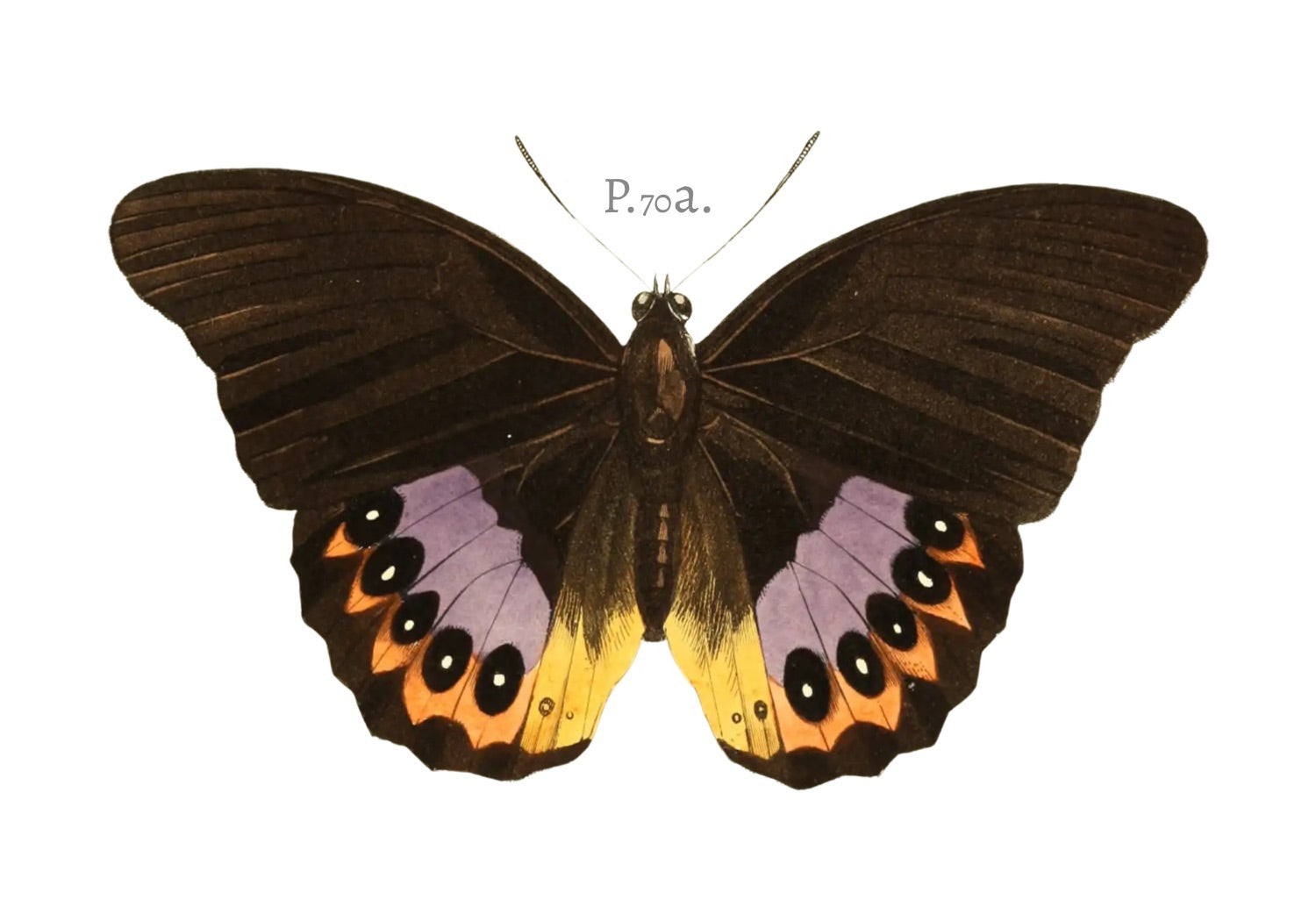 BUTTERFLY SERIES 19