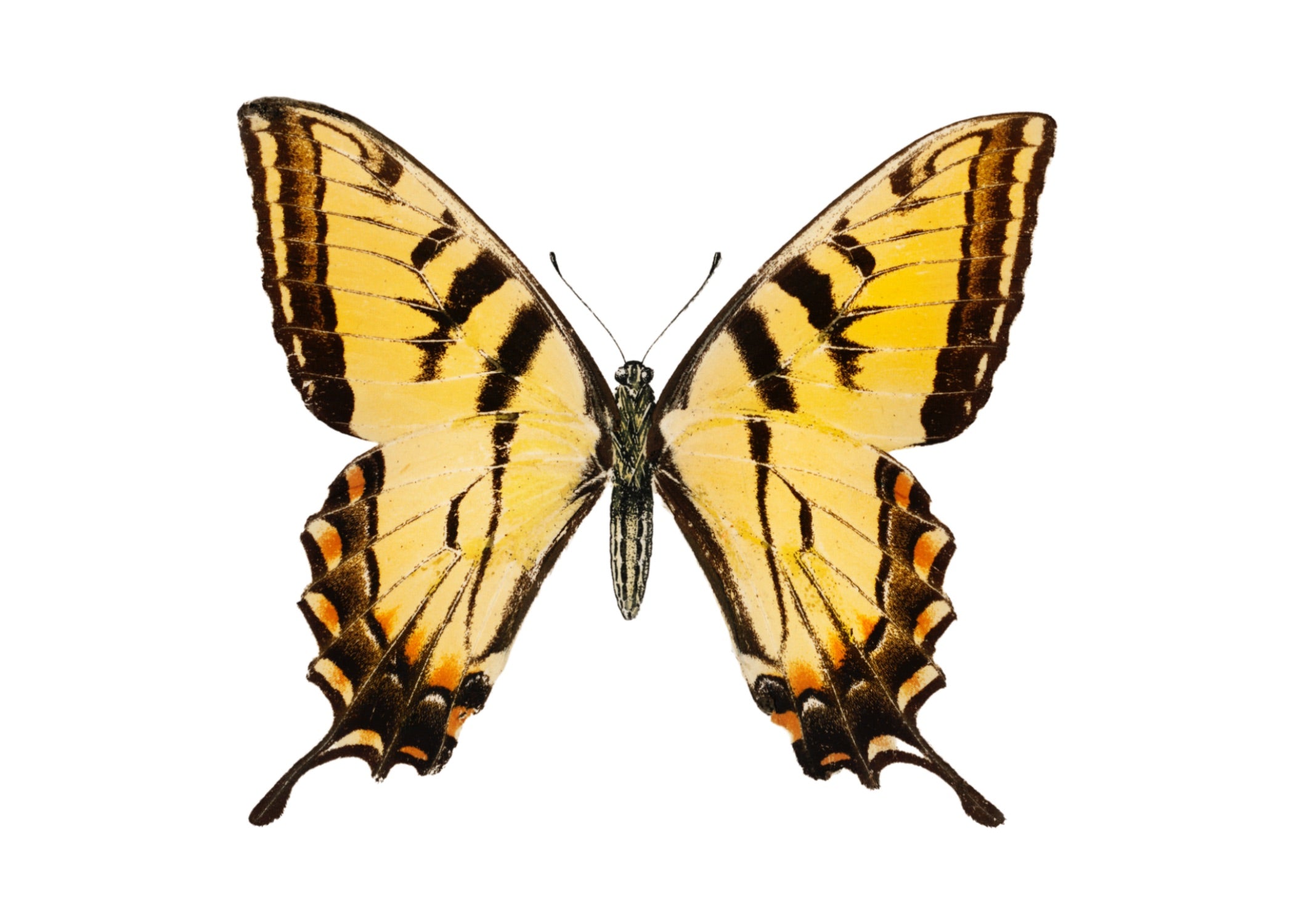 BUTTERFLY SERIES 2