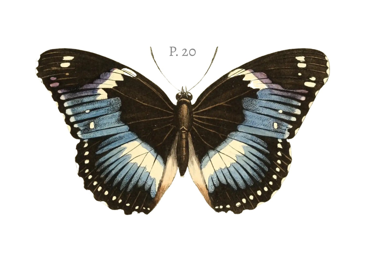 BUTTERFLY SERIES 20