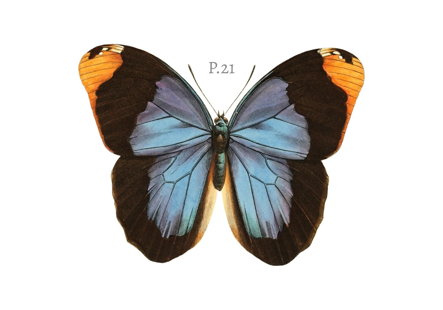 BUTTERFLY SERIES 21