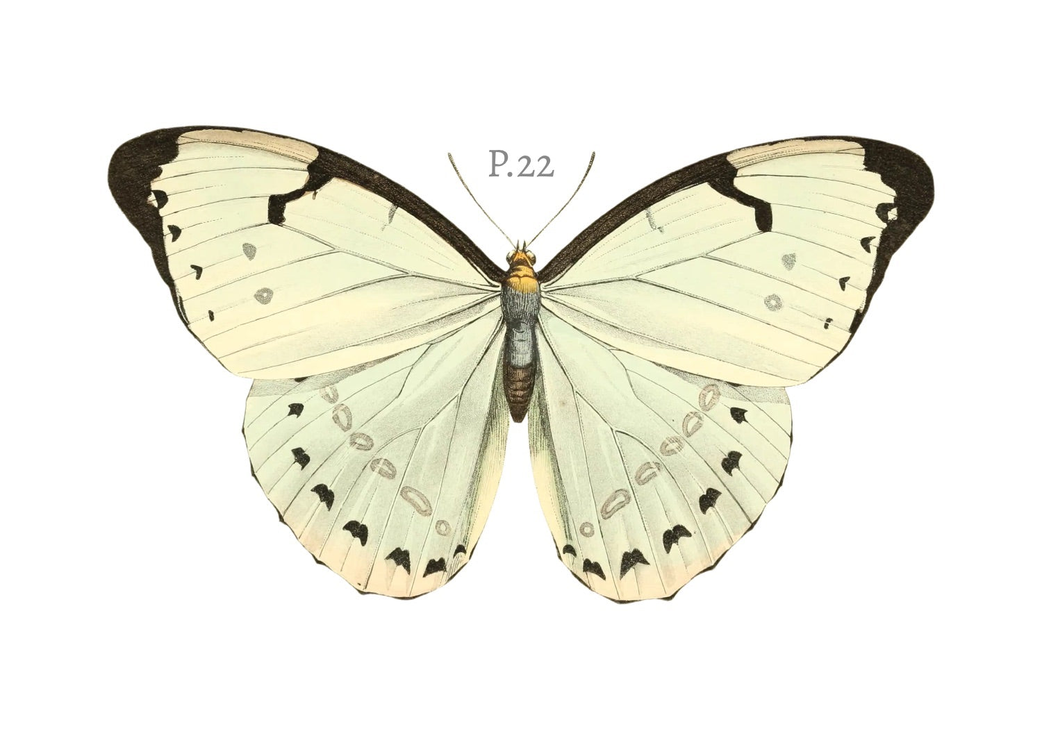 BUTTERFLY SERIES 22