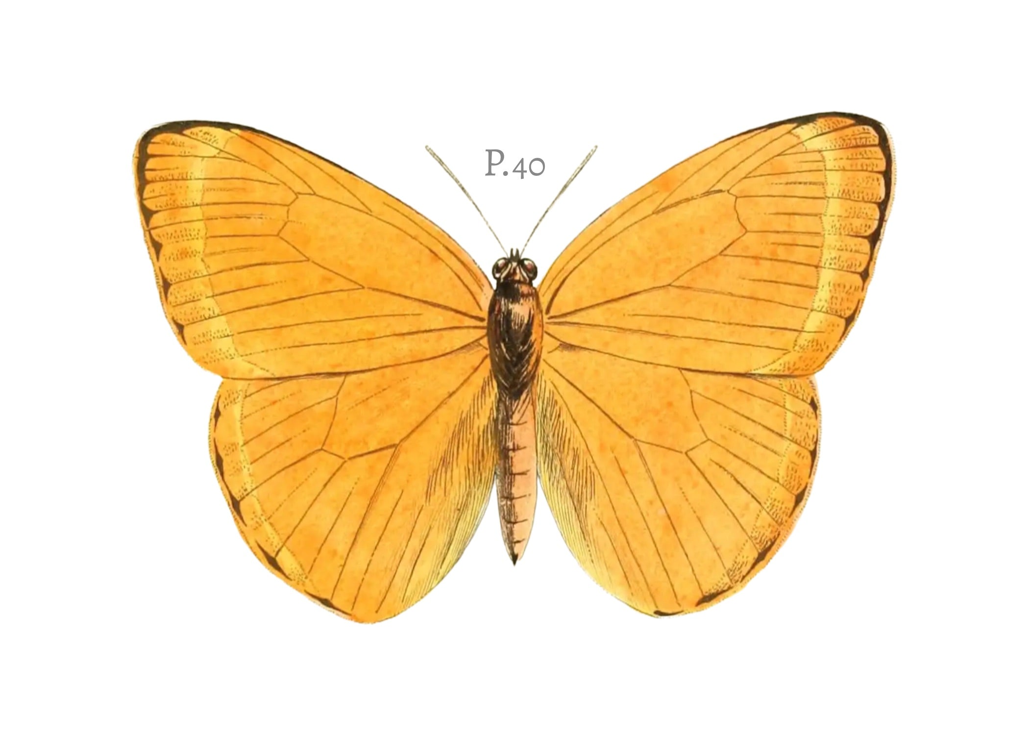 BUTTERFLY SERIES 24