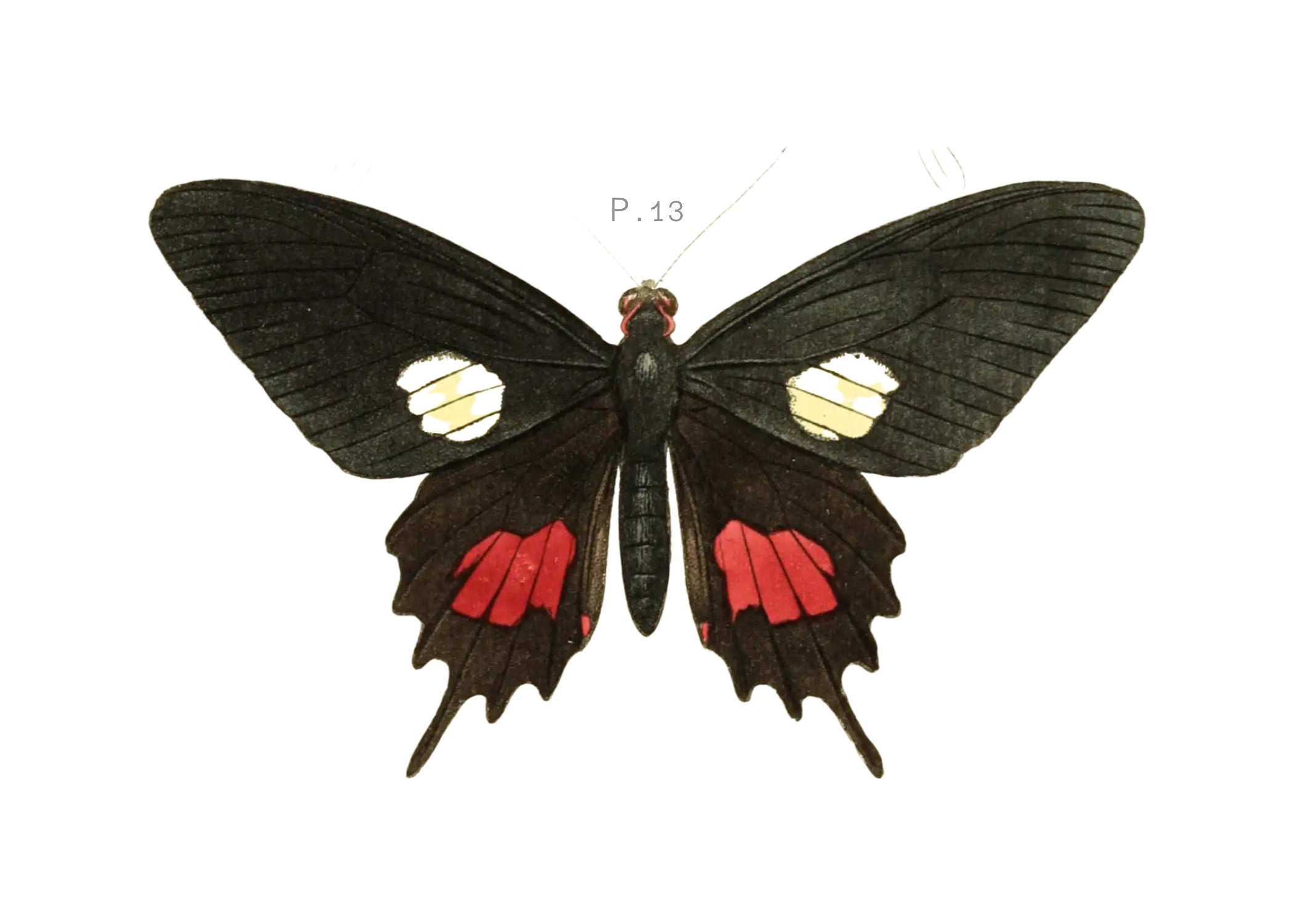 BUTTERFLY SERIES 26