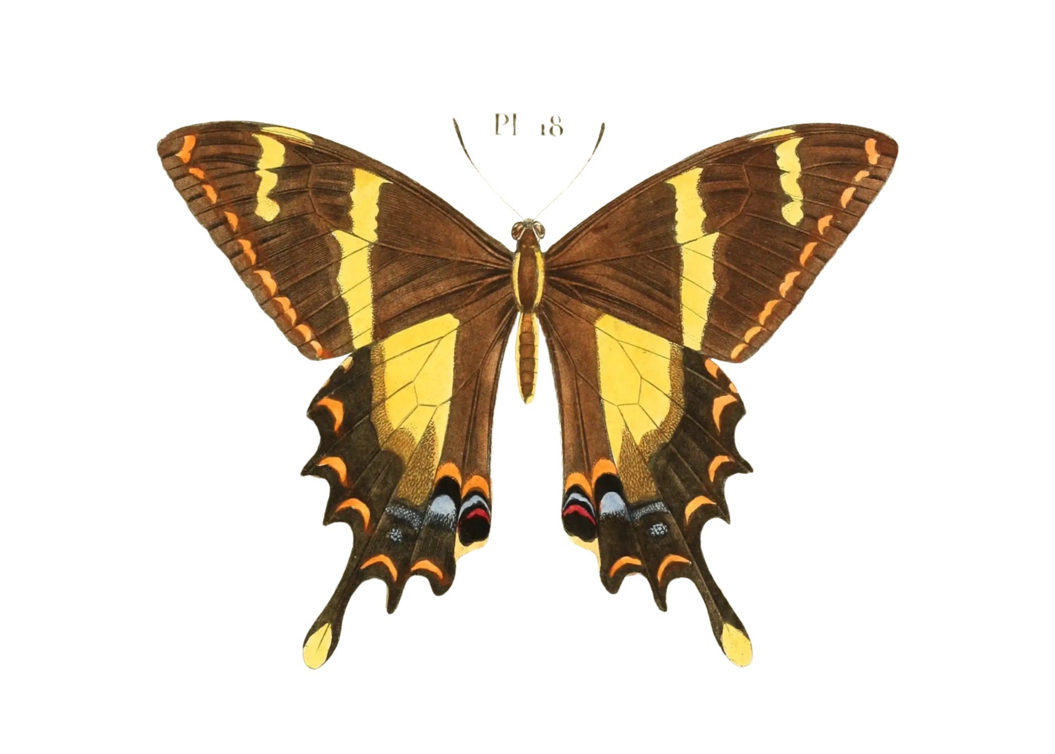 BUTTERFLY SERIES 29