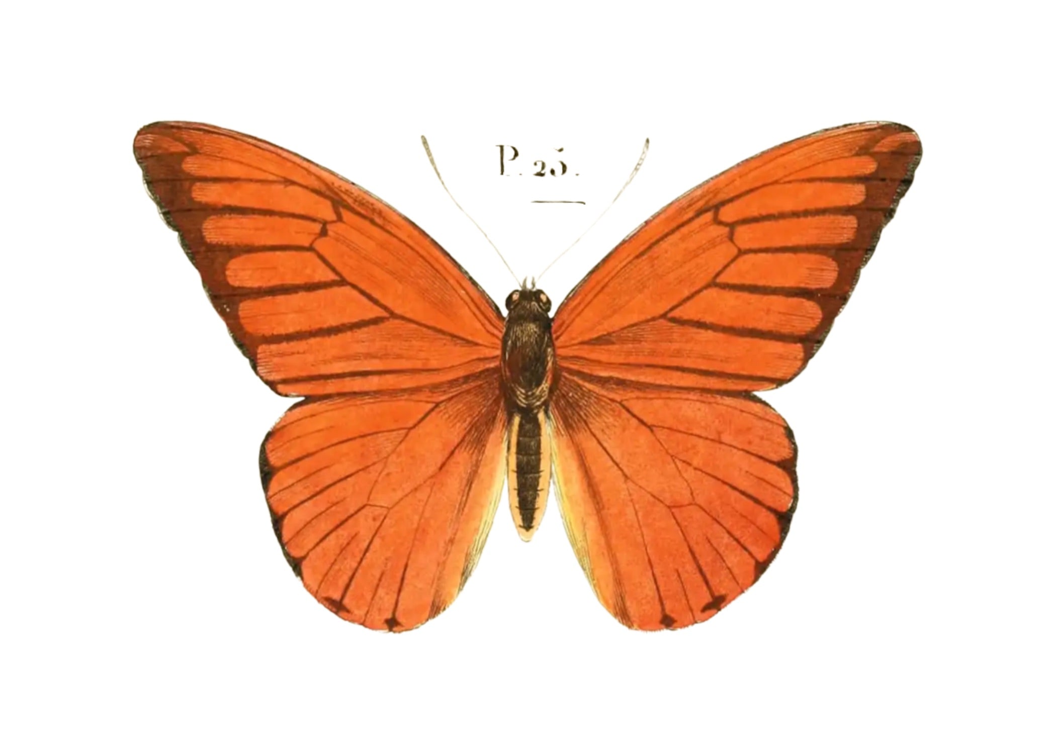 BUTTERFLY SERIES 30