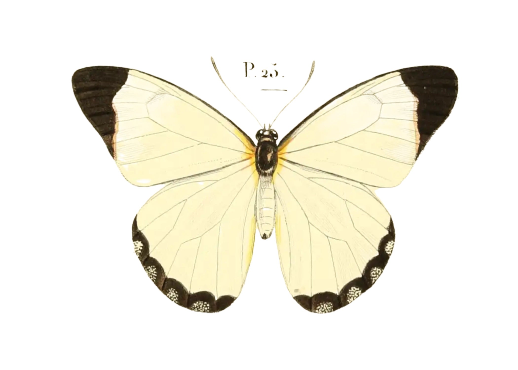 BUTTERFLY SERIES 31
