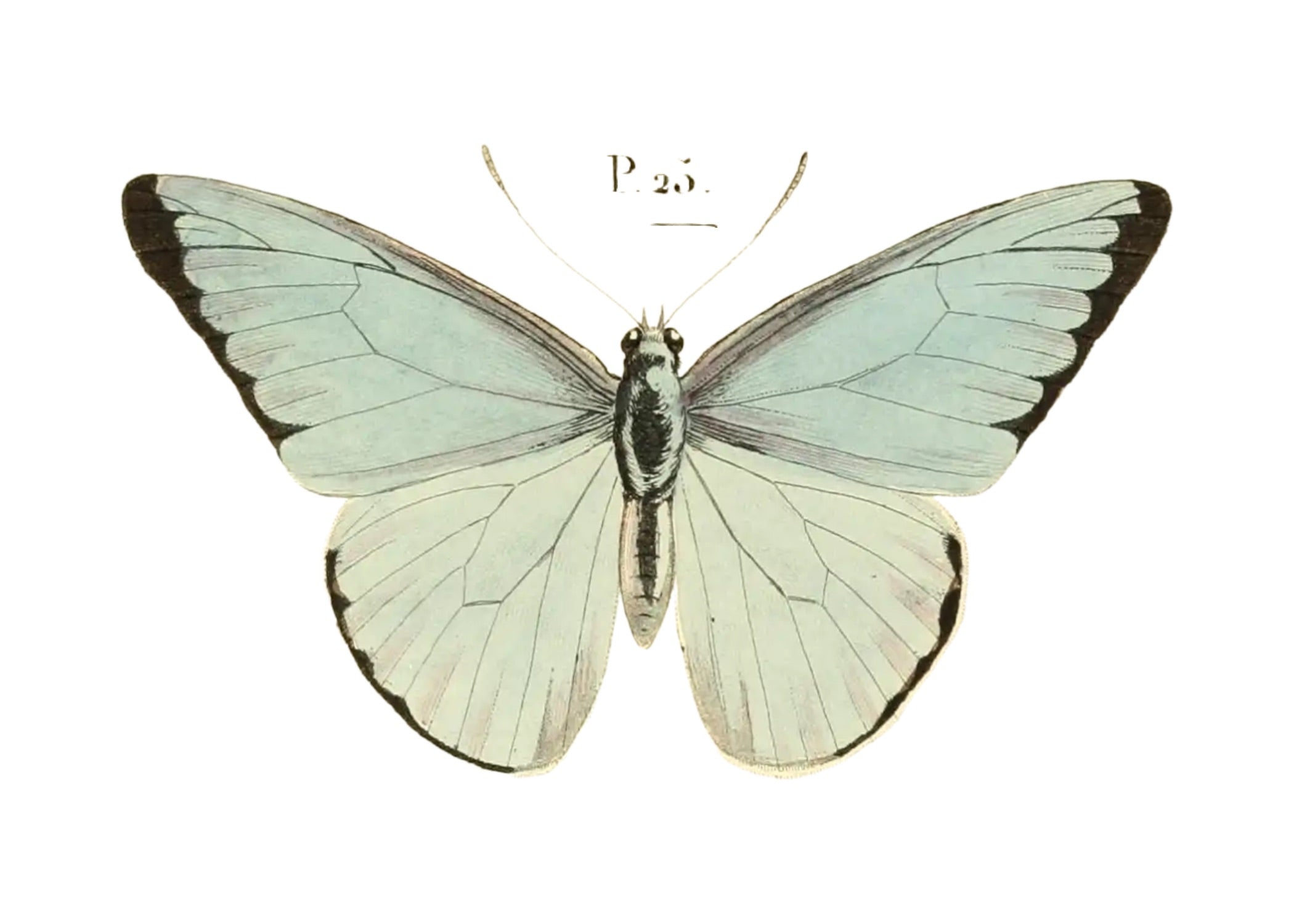 BUTTERFLY SERIES 32