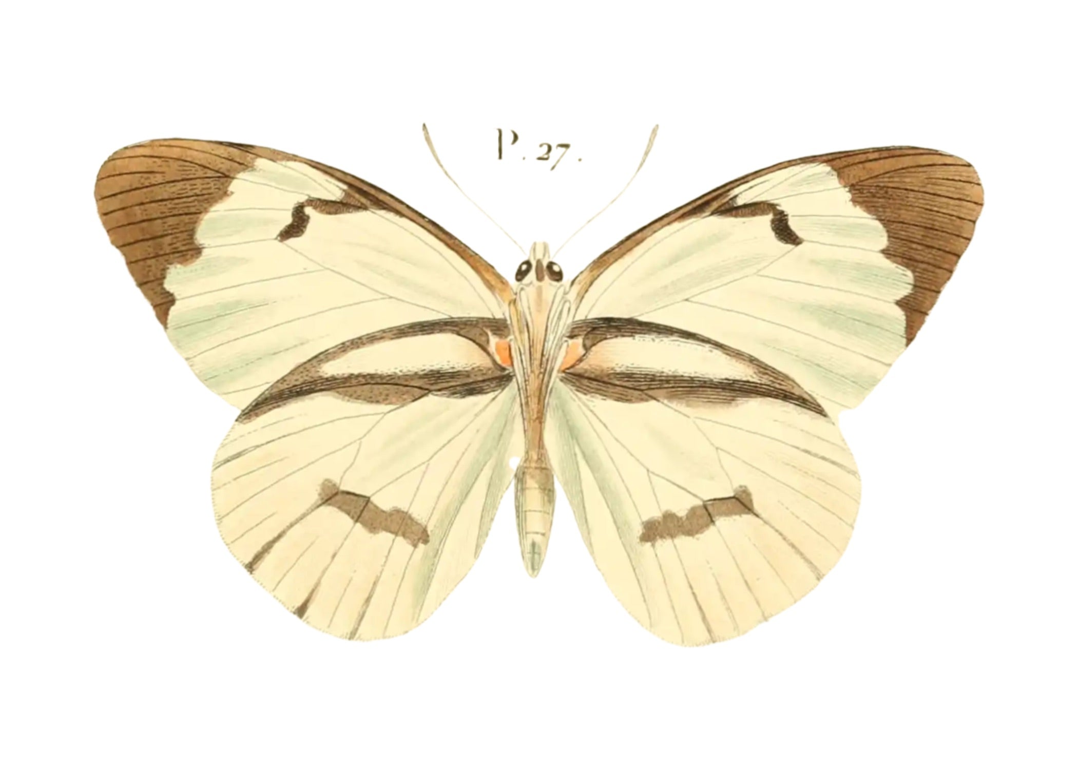 BUTTERFLY SERIES 33