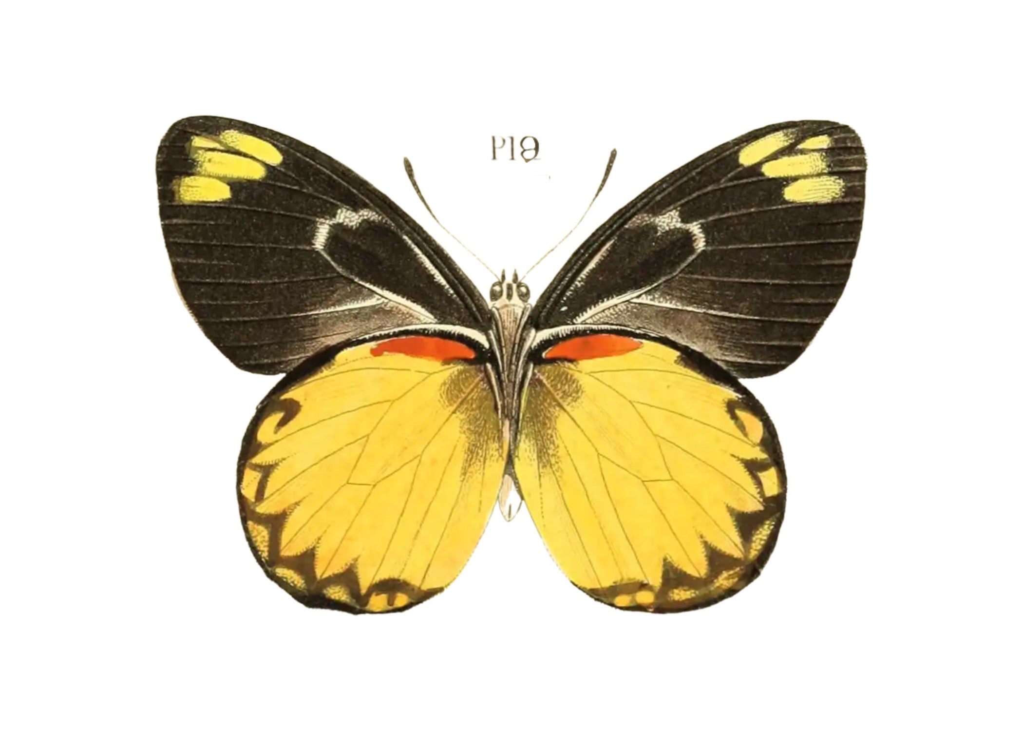 BUTTERFLY SERIES 35