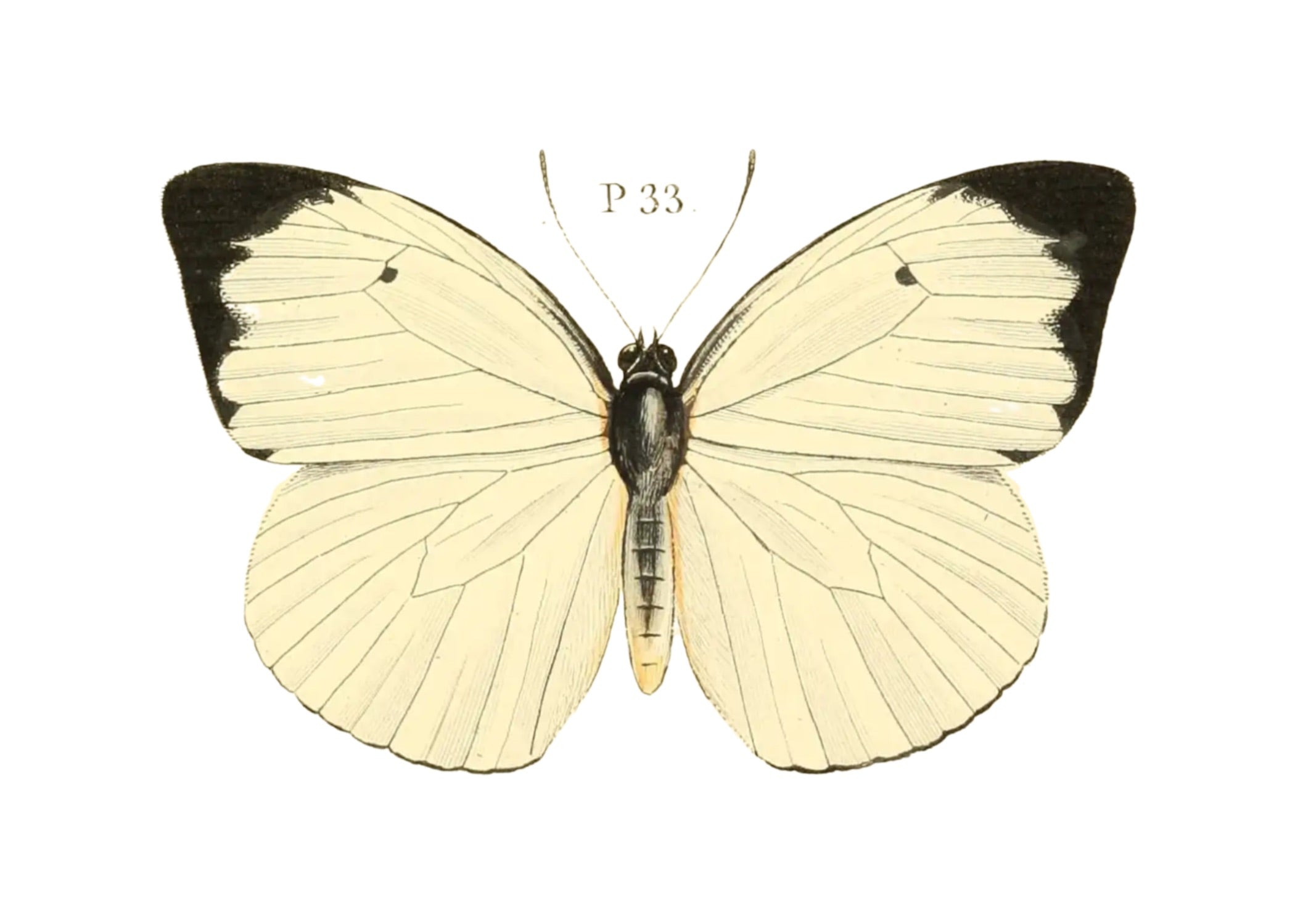 BUTTERFLY SERIES 37