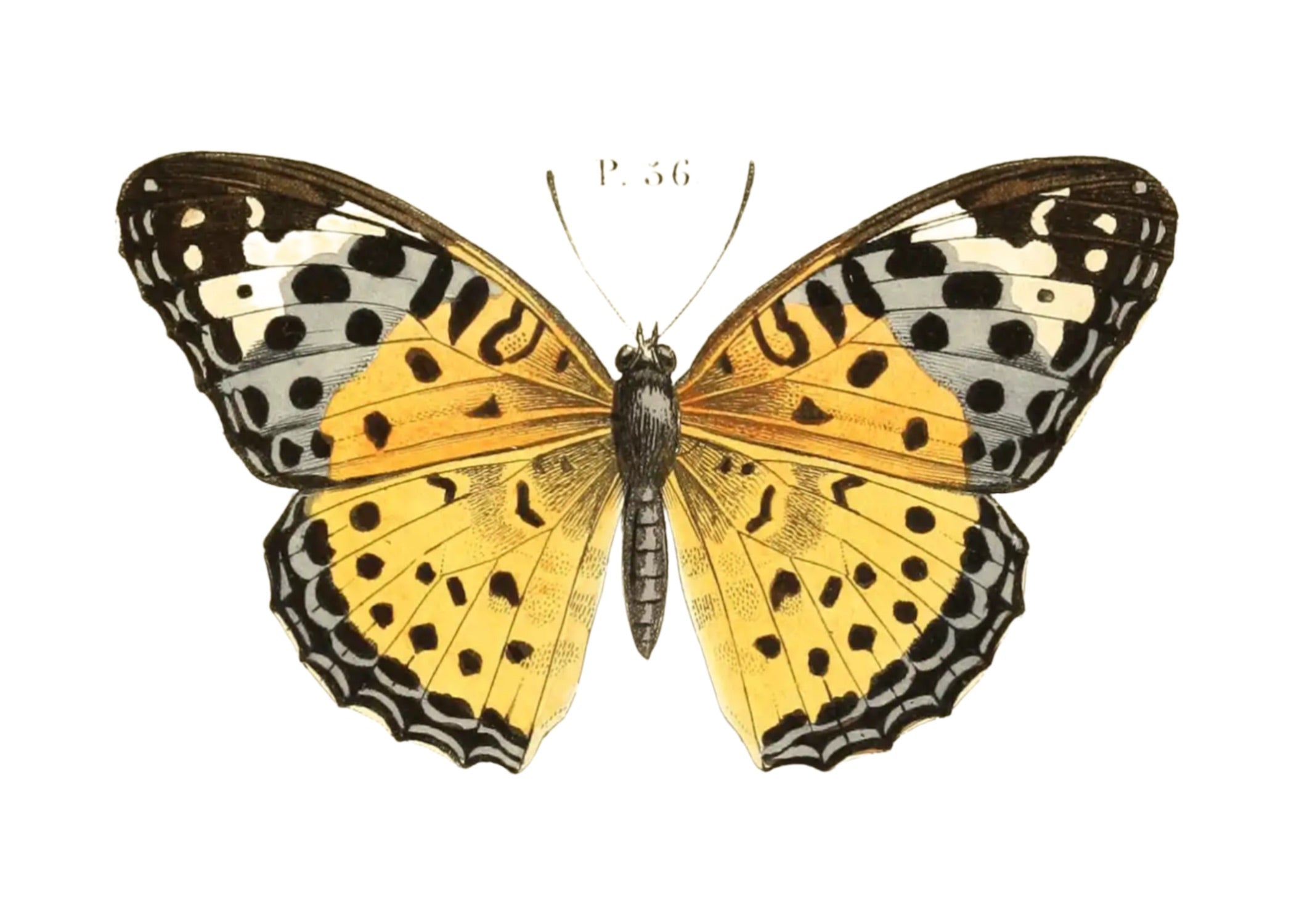 BUTTERFLY SERIES 42