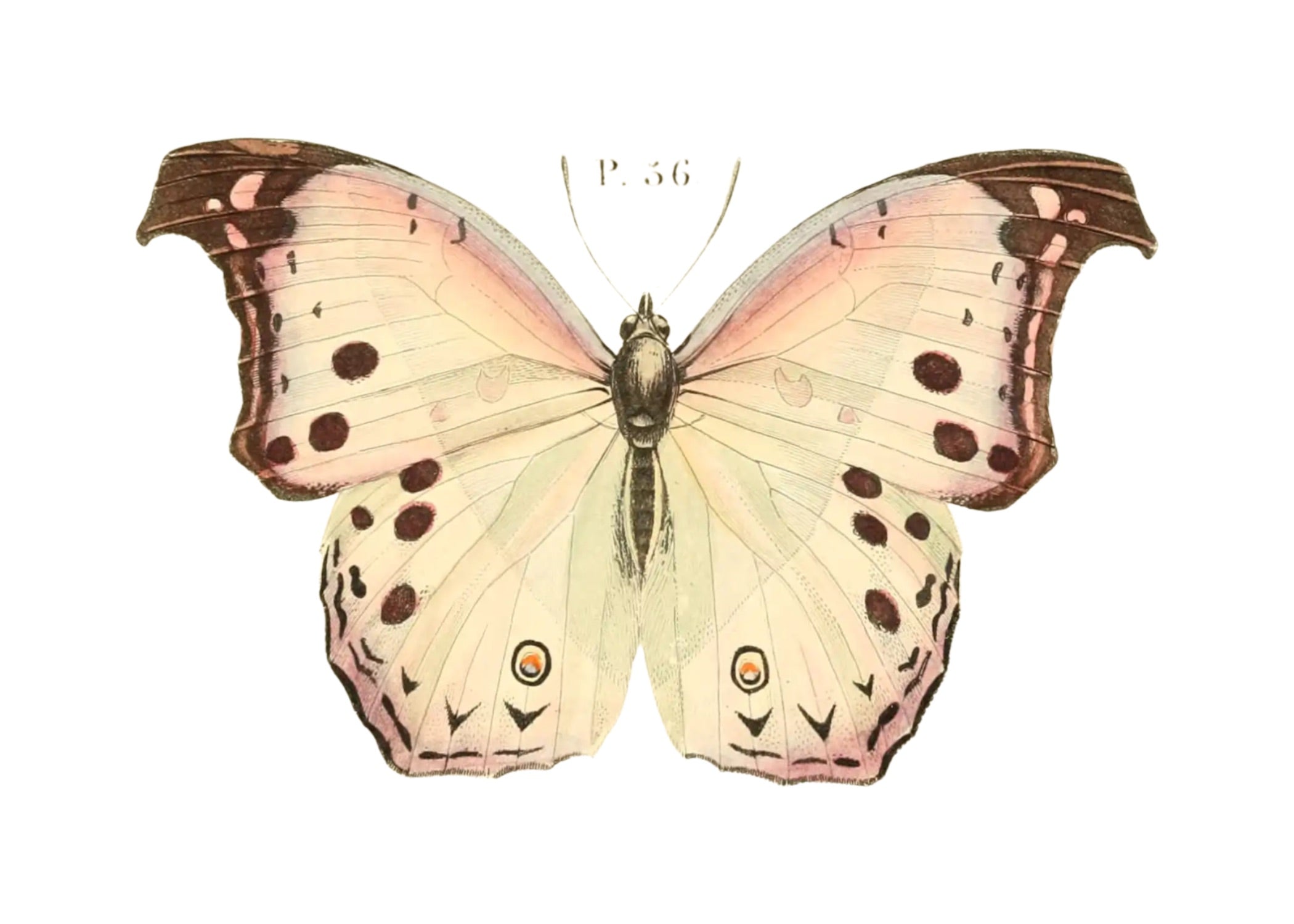 BUTTERFLY SERIES 43