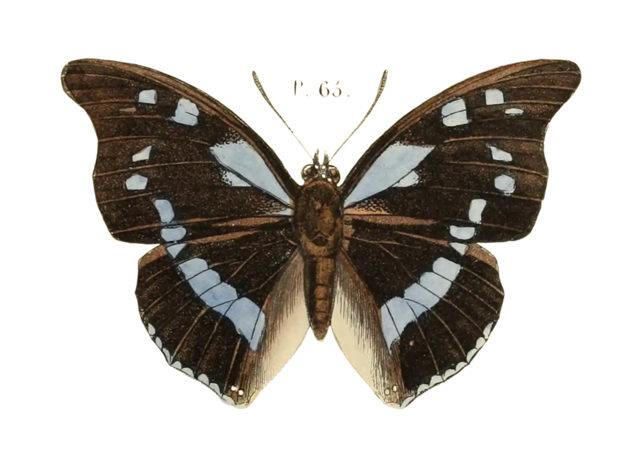 BUTTERFLY SERIES 46