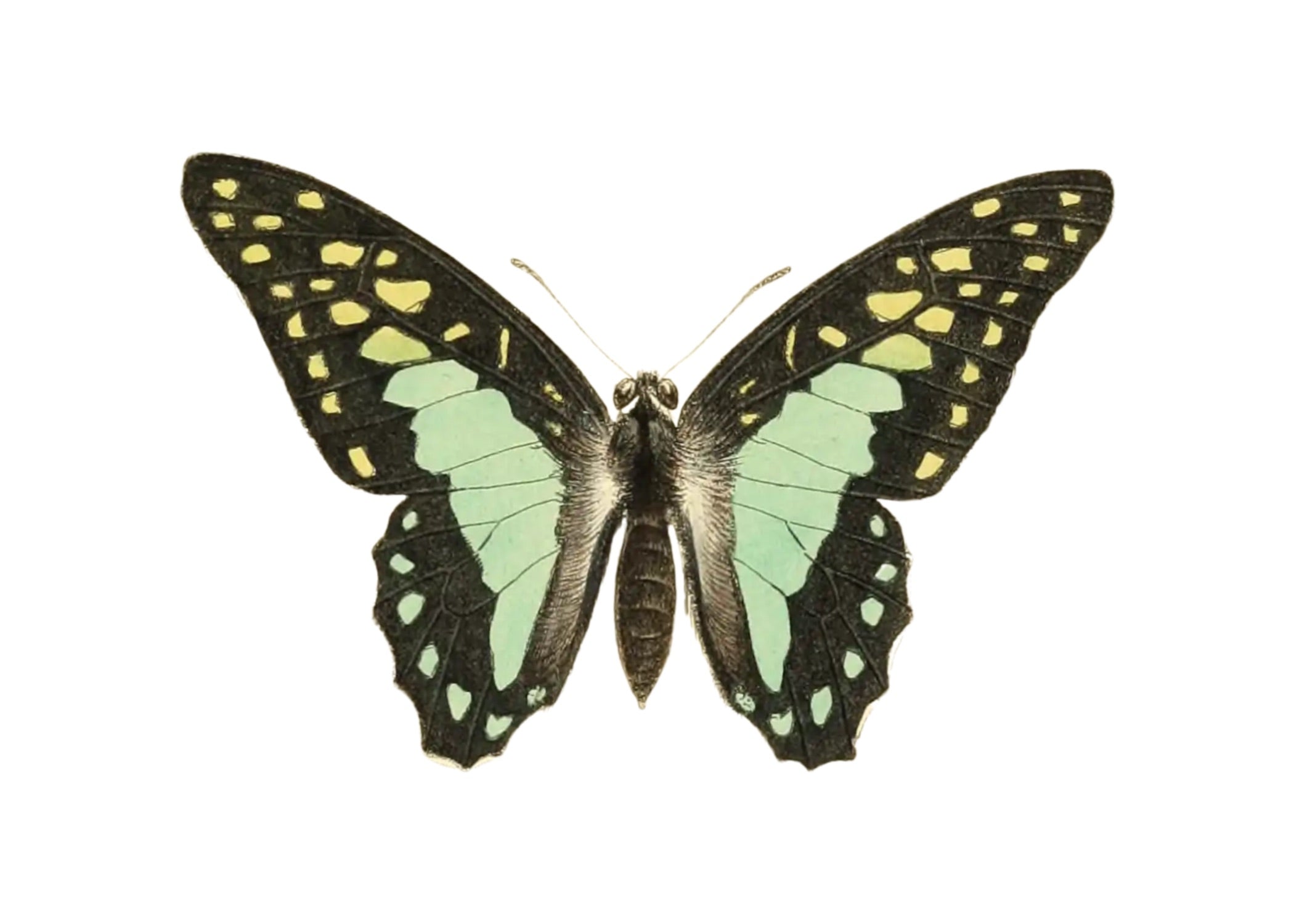 BUTTERFLY SERIES 5