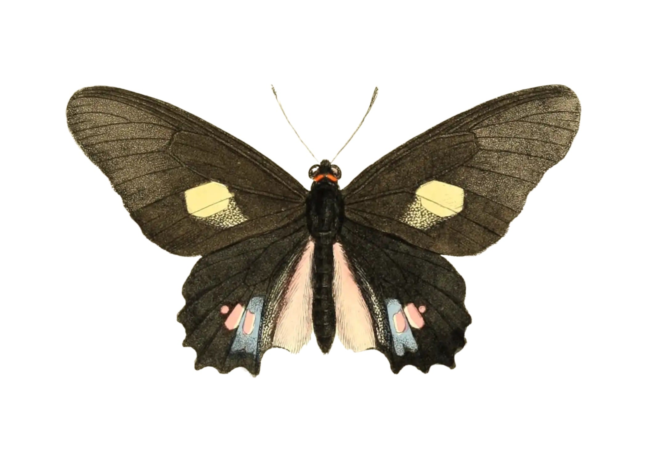 BUTTERFLY SERIES 7