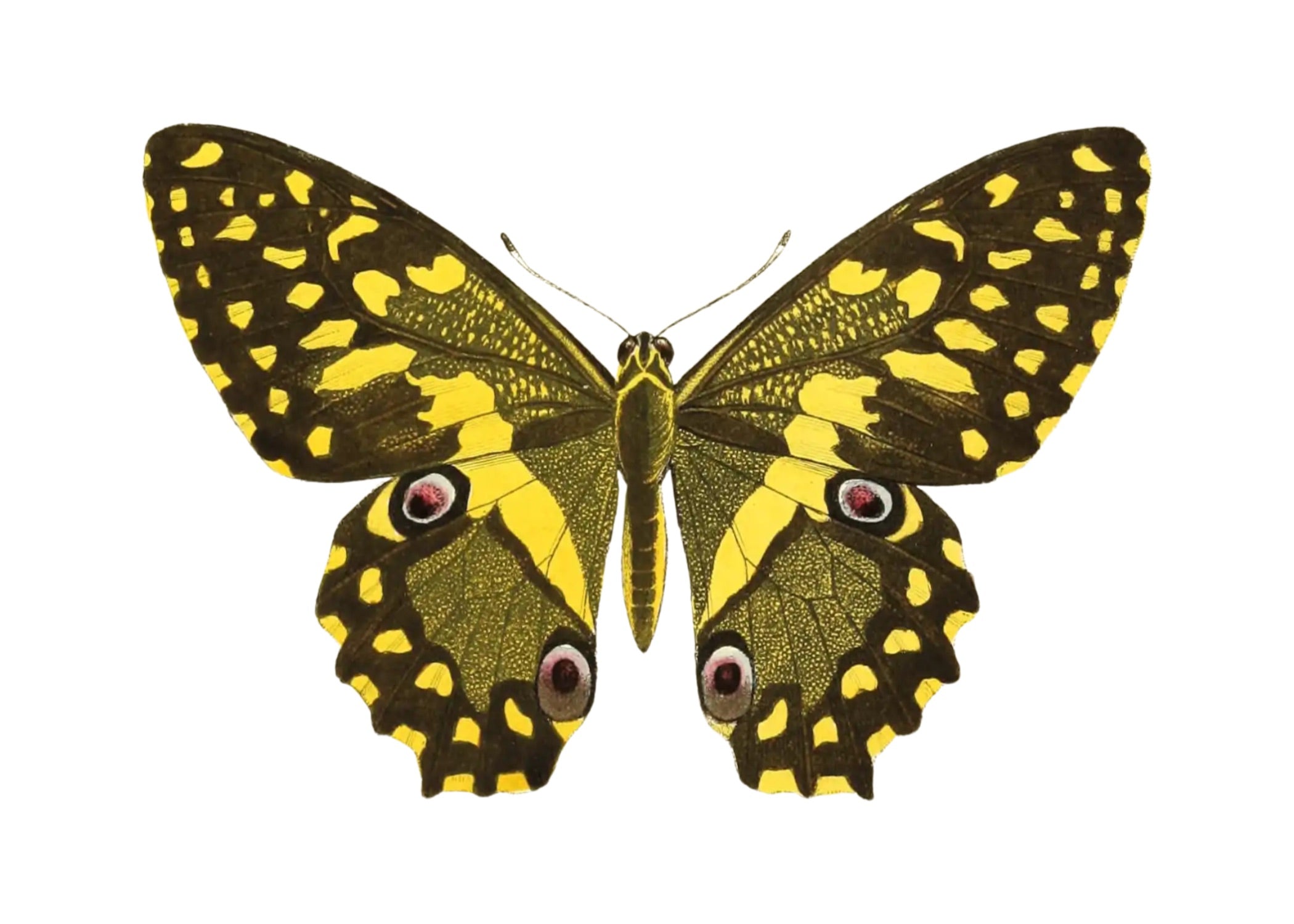 BUTTERFLY SERIES 8