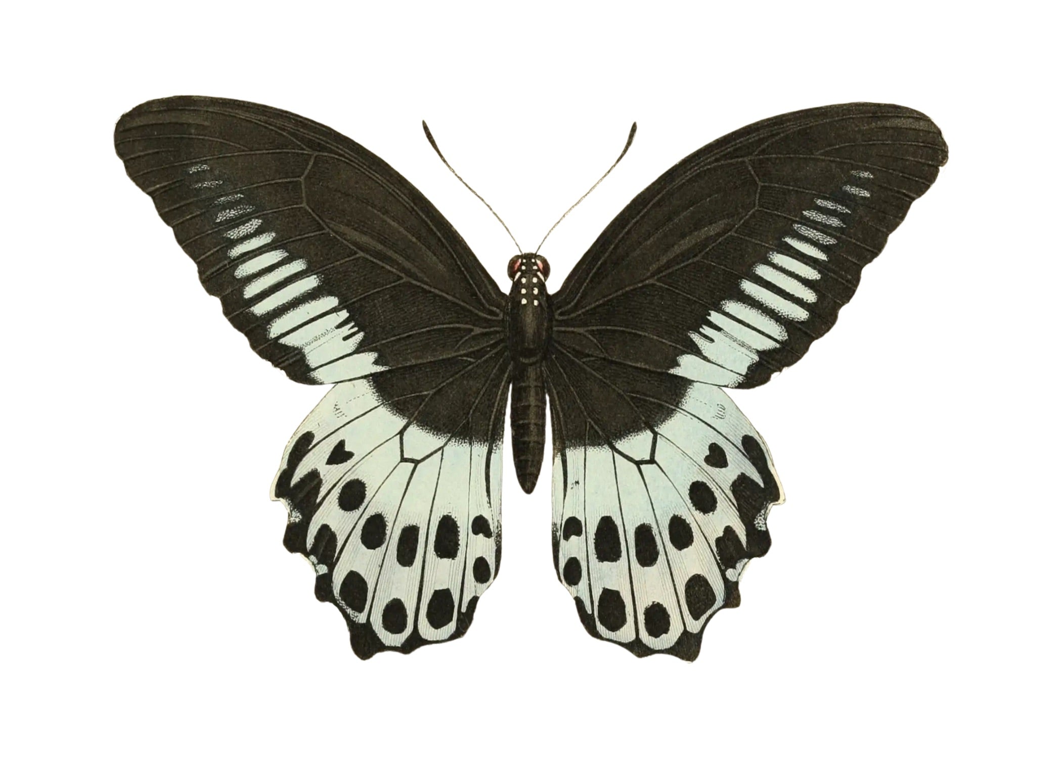 BUTTERFLY SERIES 9