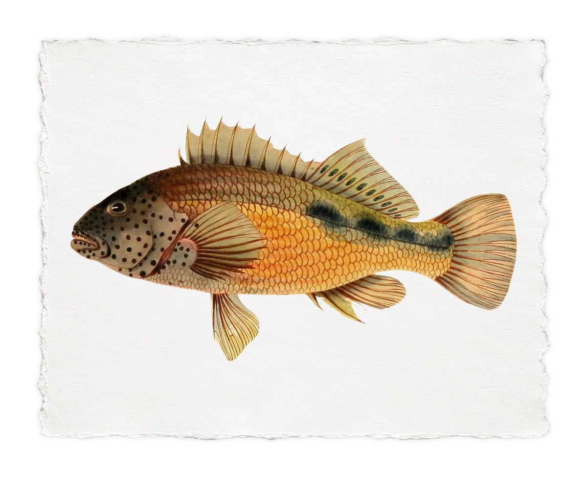 BENNETT FISH 1