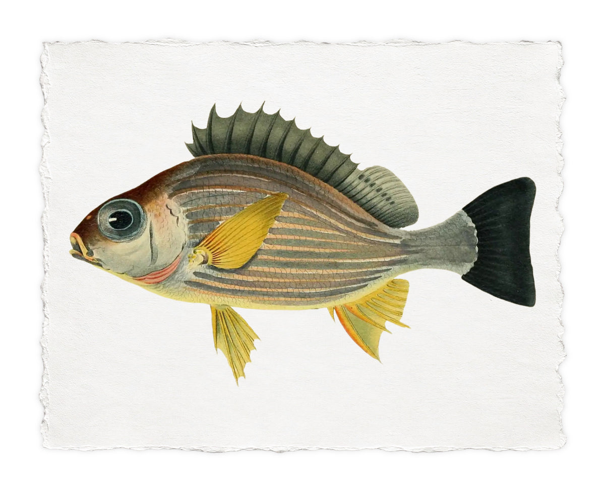 BENNETT FISH 10