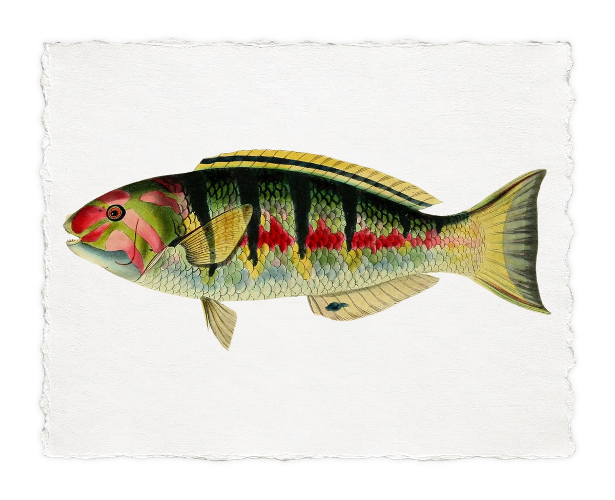 BENNETT FISH 11