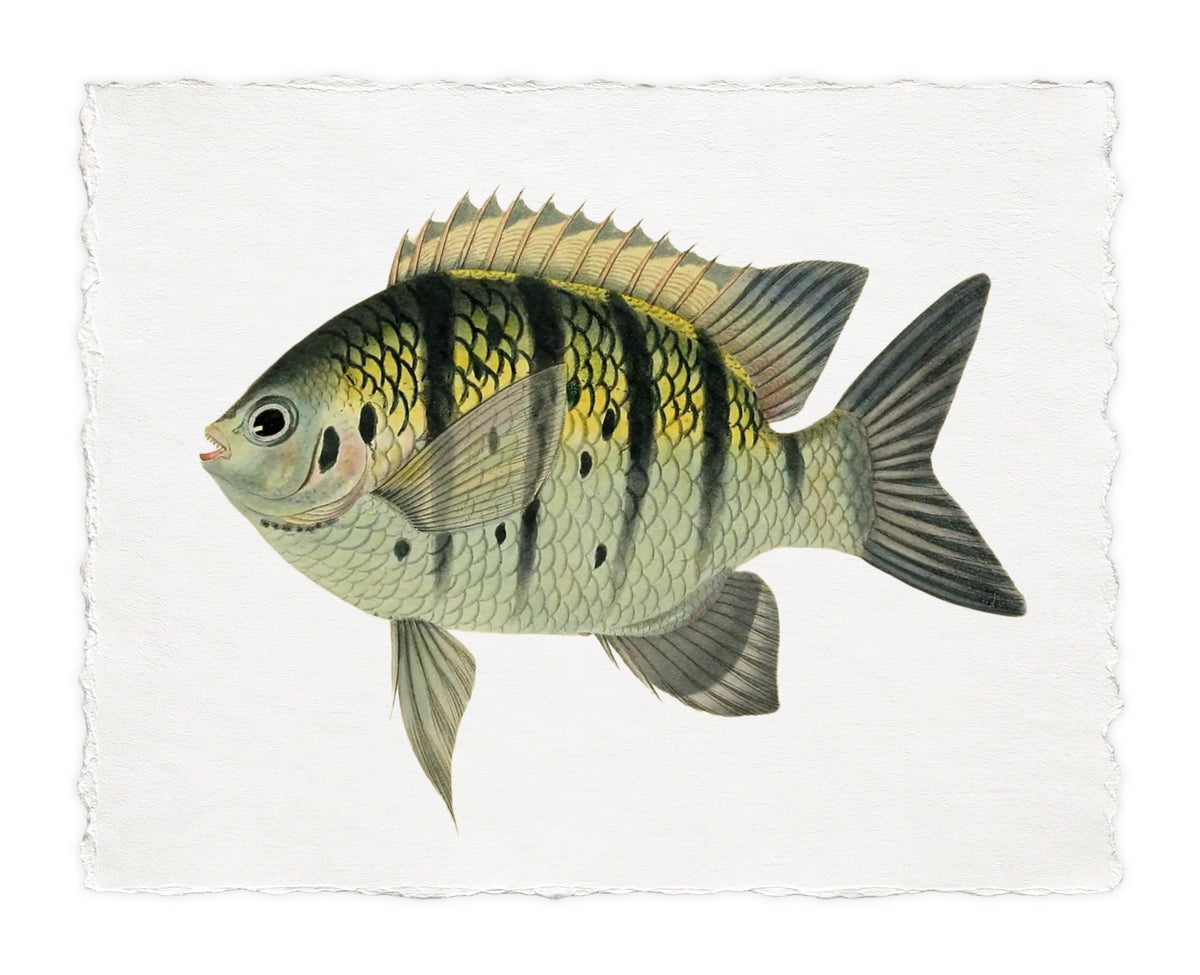 BENNETT FISH 5