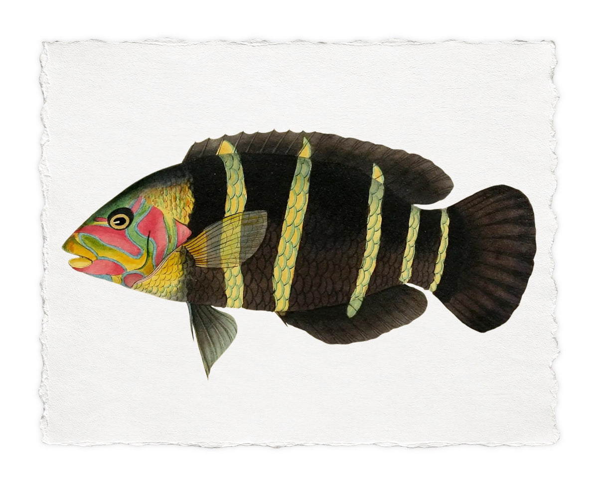 BENNETT FISH 6