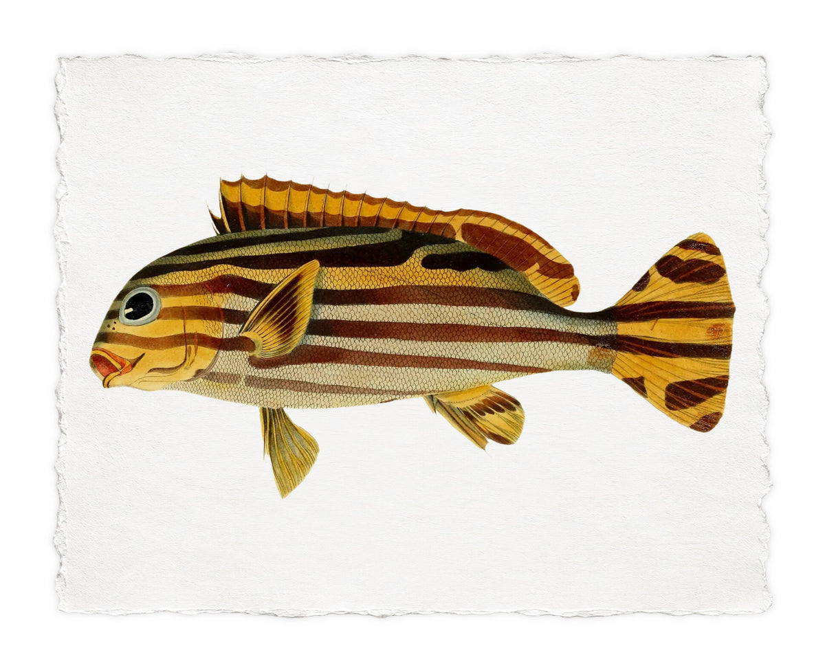 BENNETT FISH 9