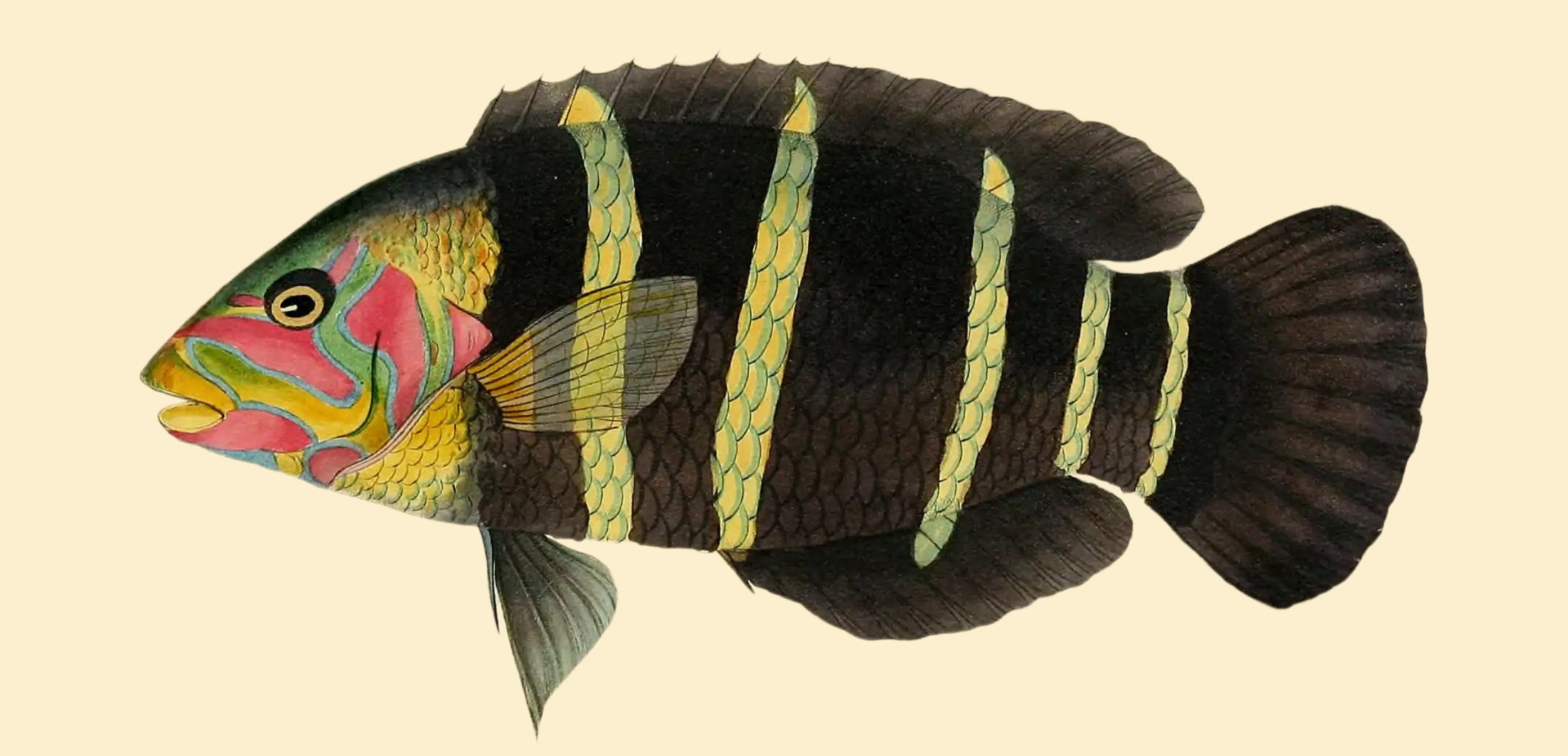 BENNETT FISH COLLECTION 6