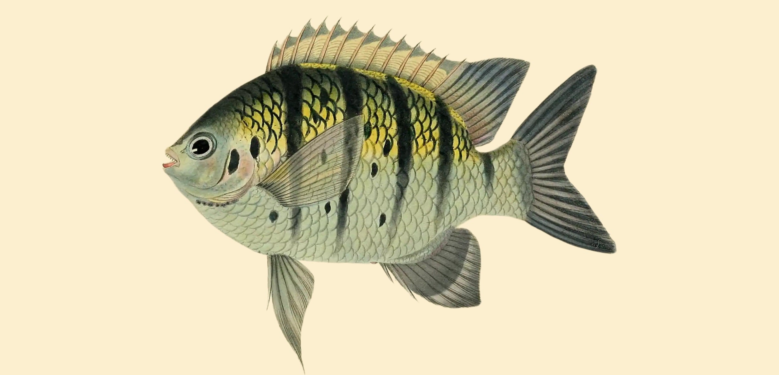 BENNETT FISH COLLECTION 5