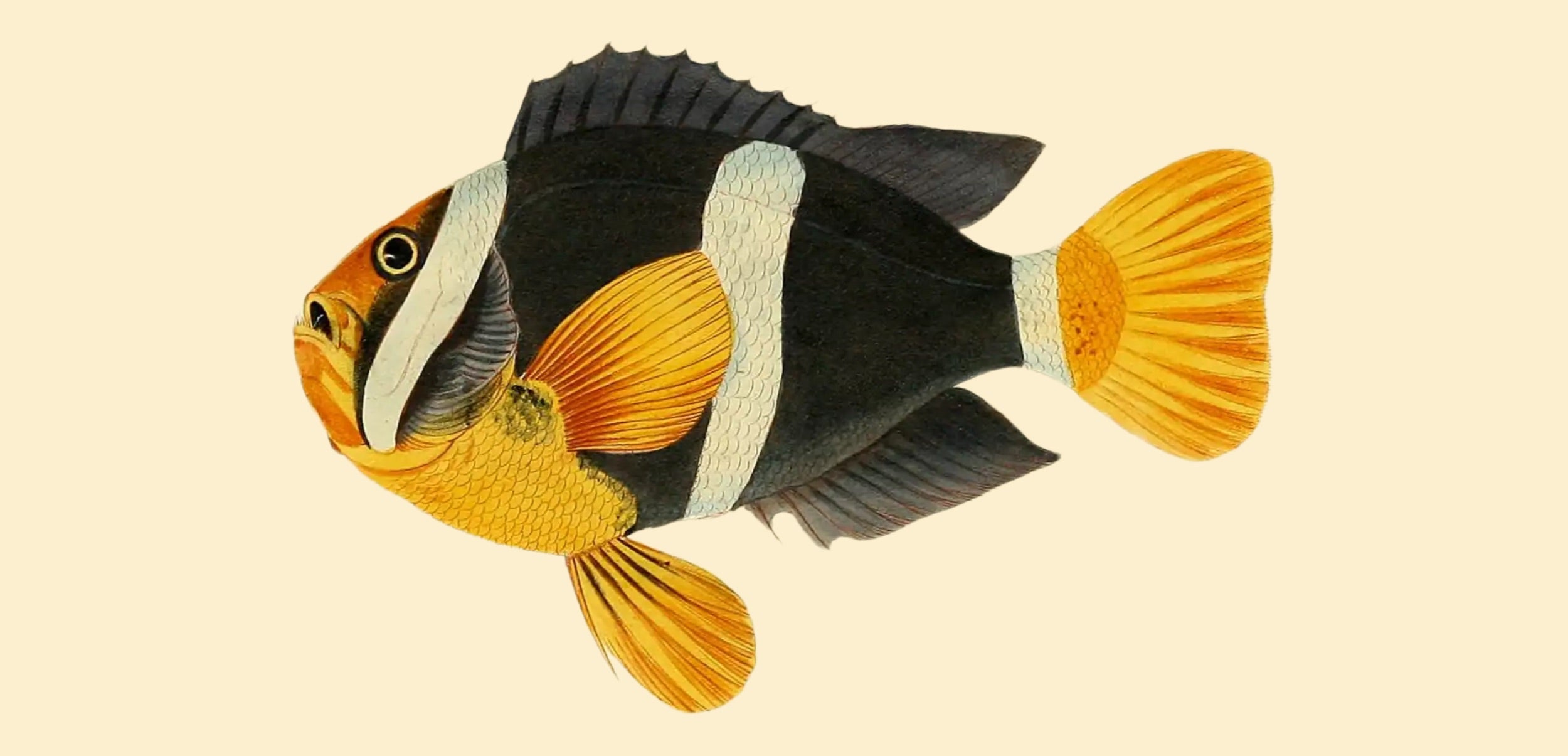 BENNETT FISH COLLECTION 3