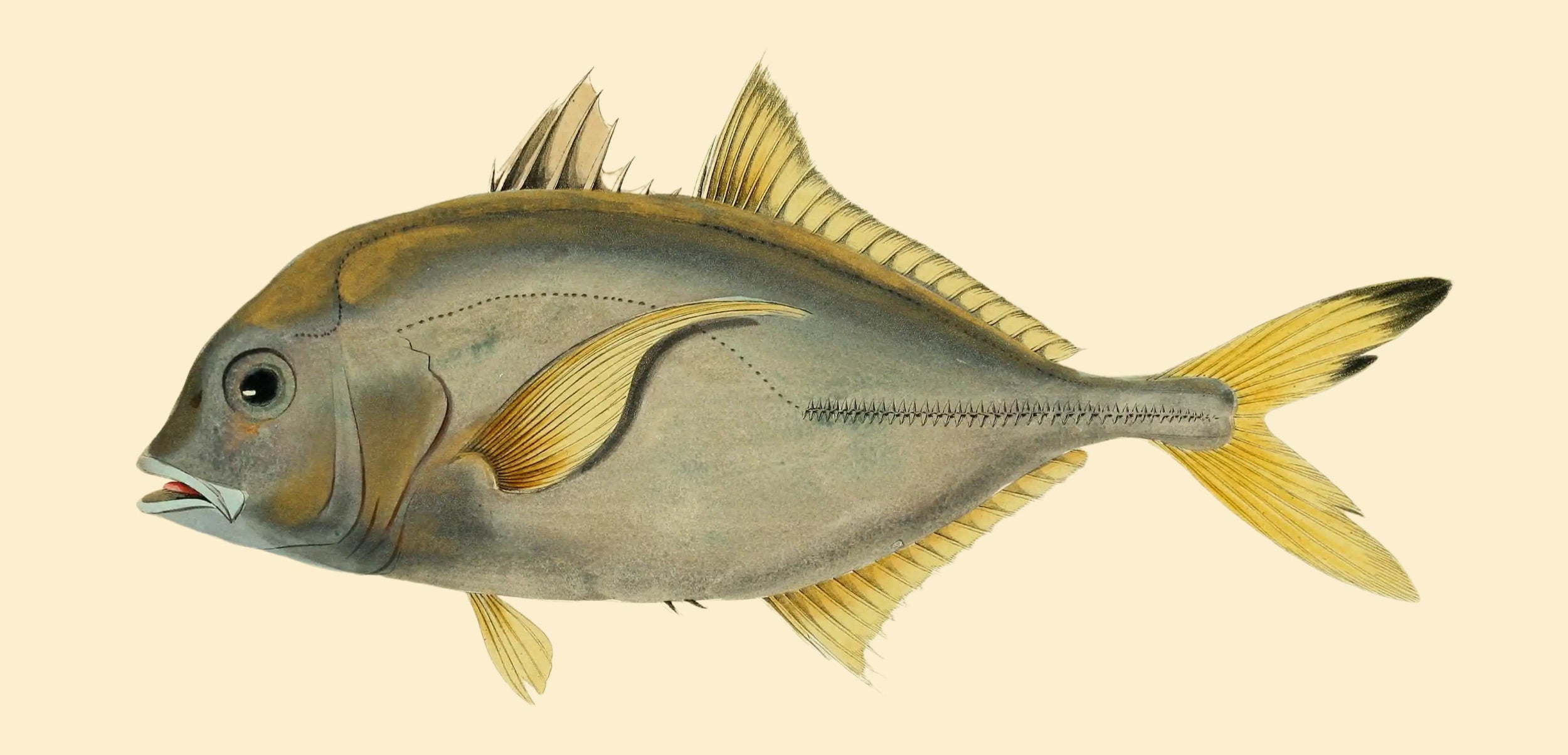 BENNETT FISH COLLECTION 2