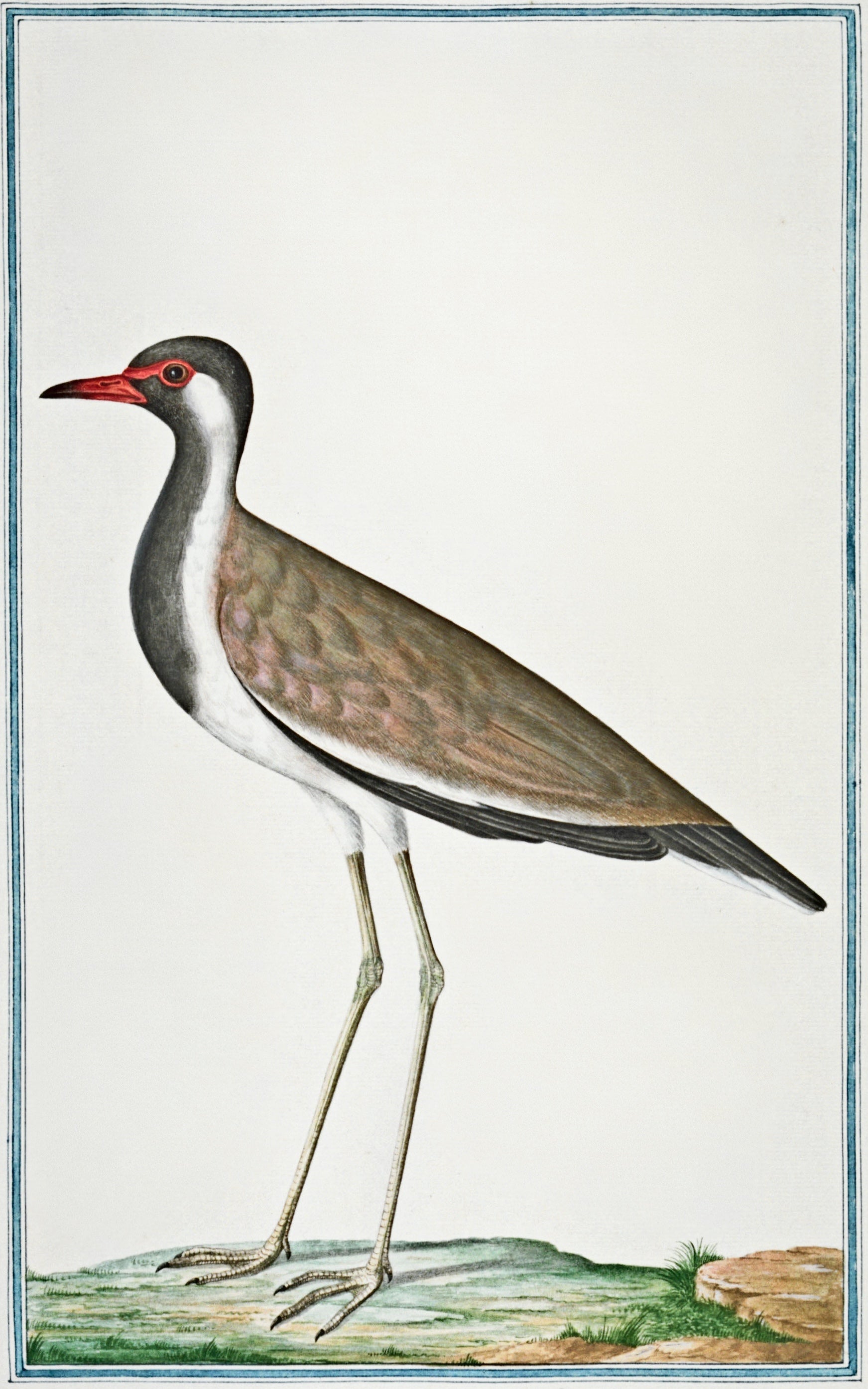 SRI LANKA FAUNA 12