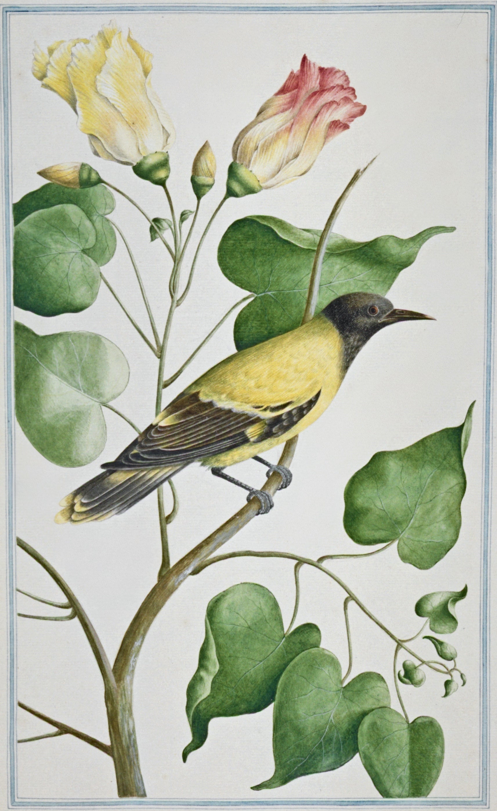 SRI LANKA FAUNA 13