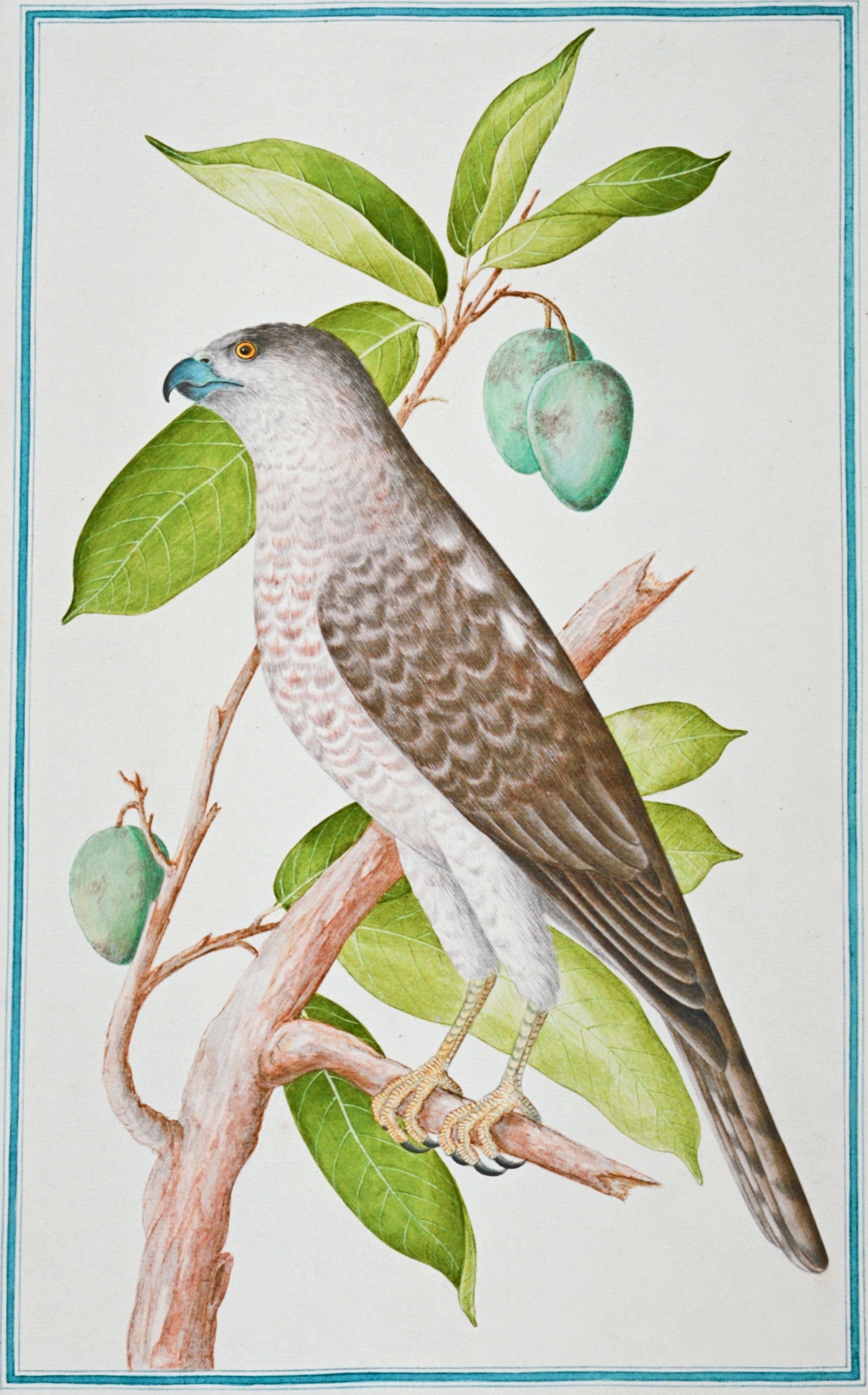 SRI LANKA FAUNA 16