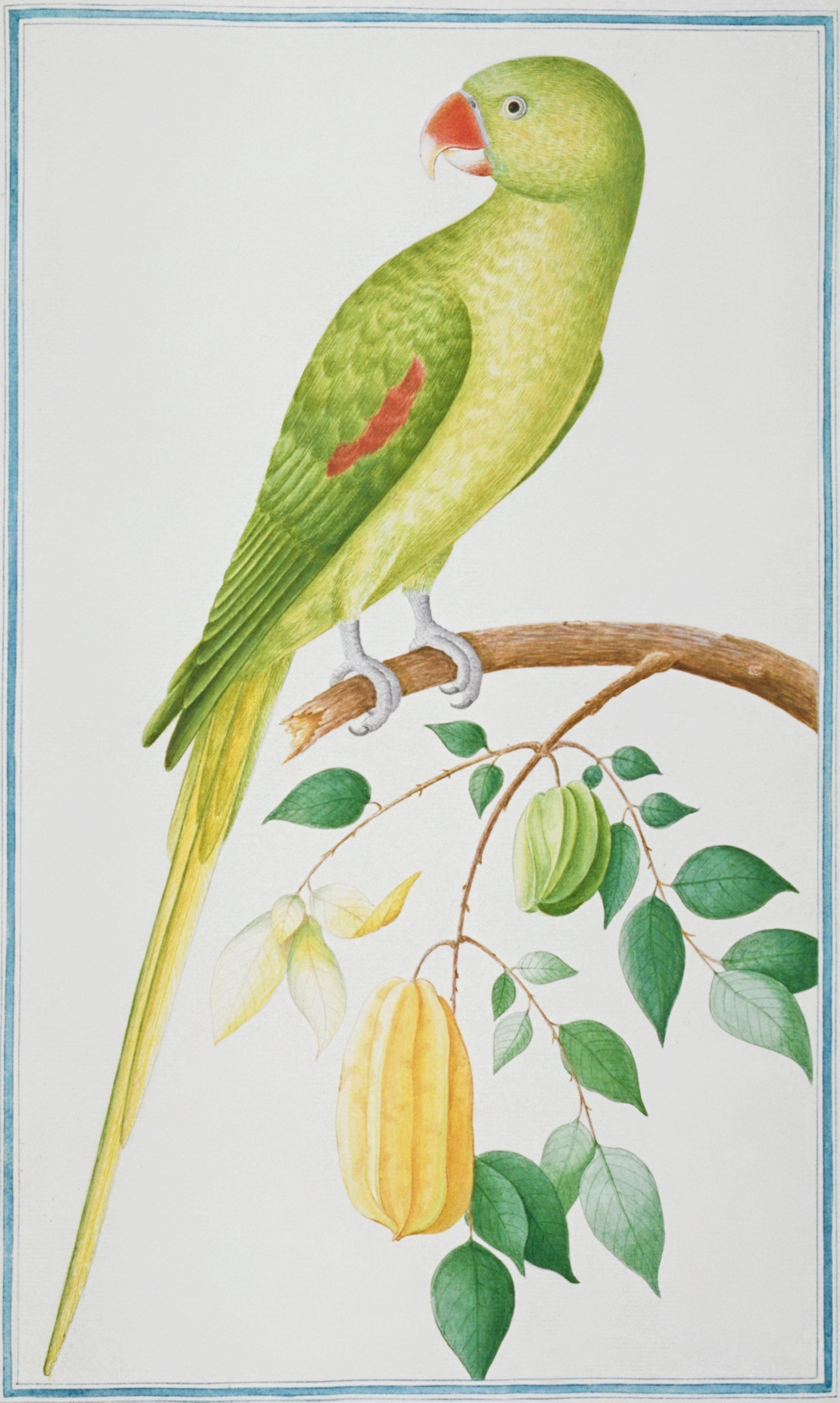 SRI LANKA FAUNA 18