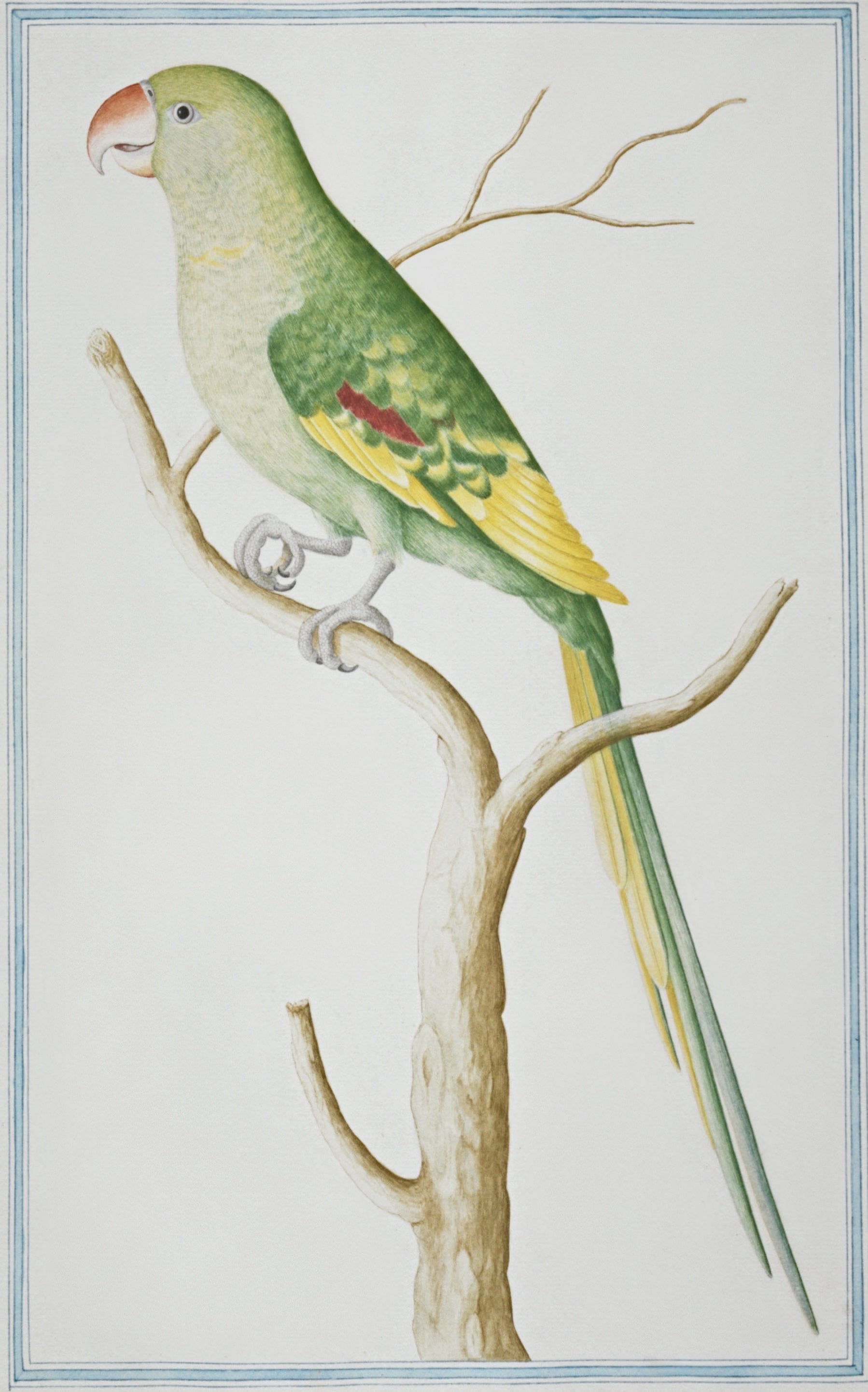 SRI LANKA FAUNA 19