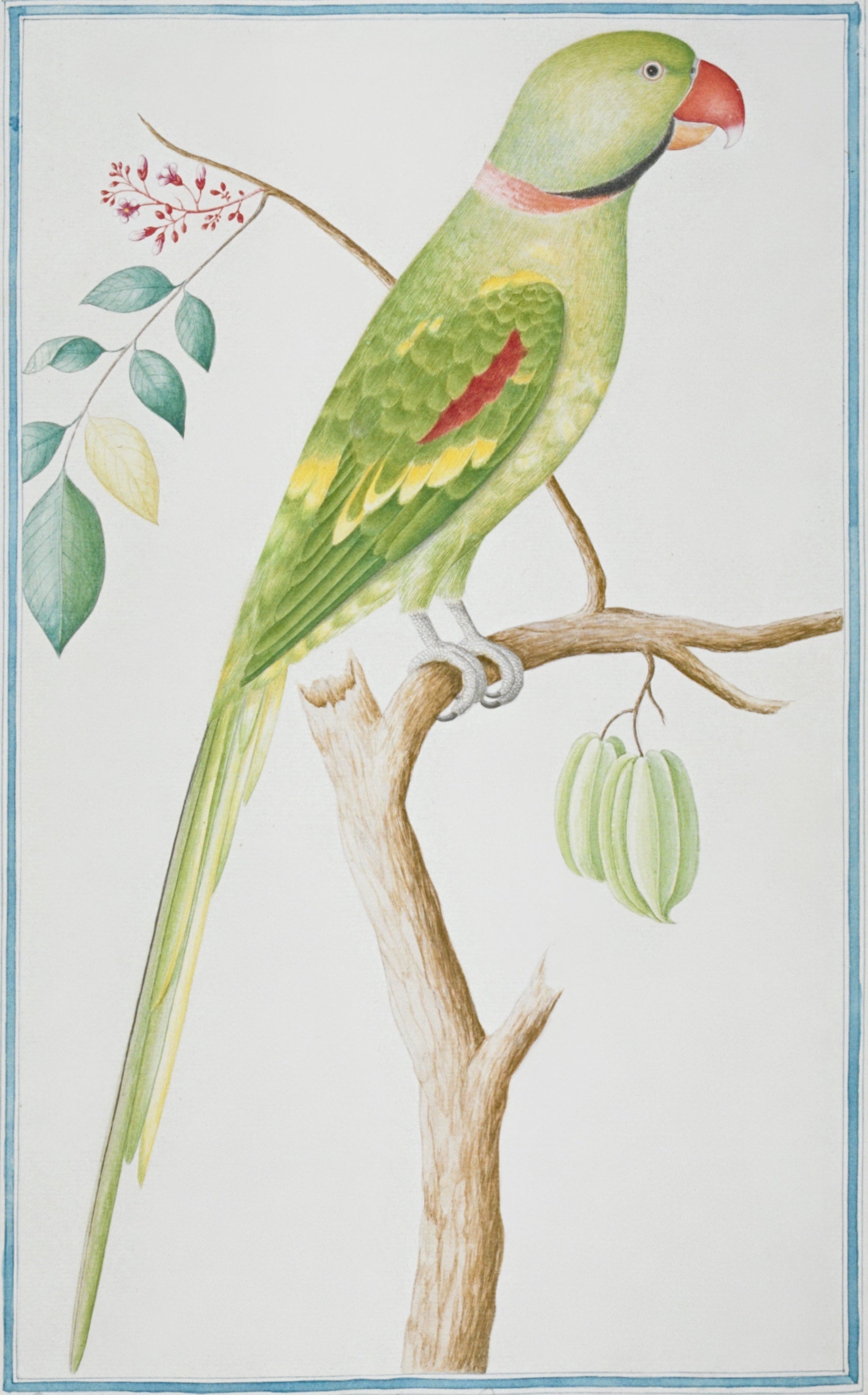 SRI LANKA FAUNA 21