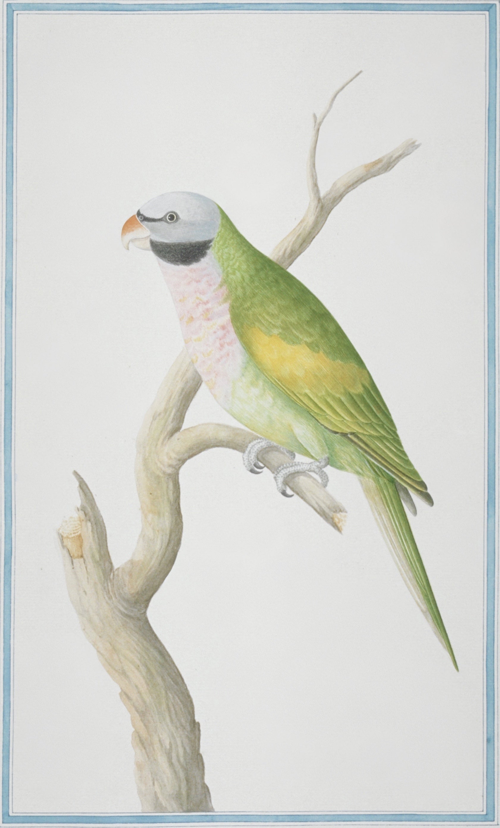SRI LANKA FAUNA 22