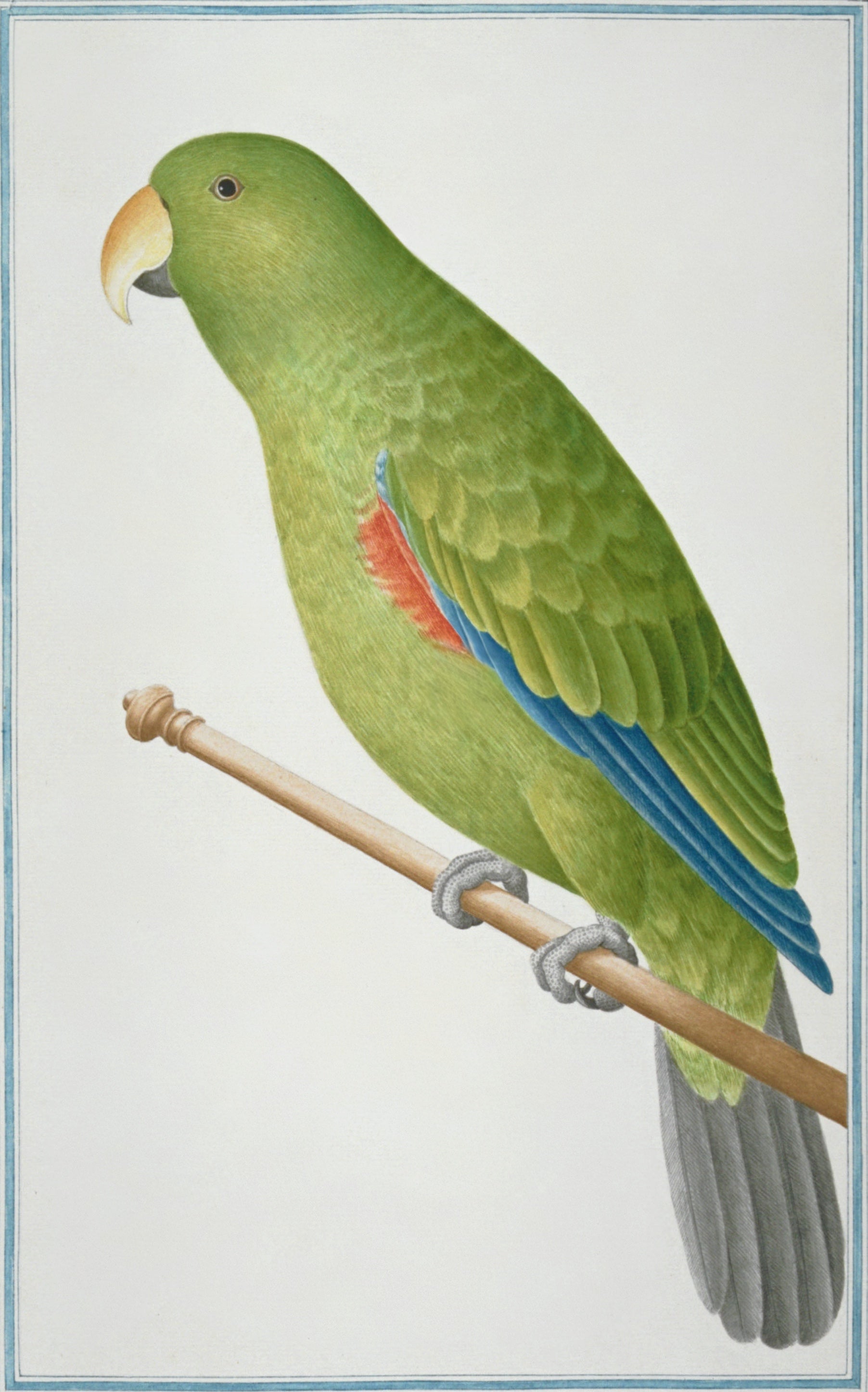 SRI LANKA FAUNA 24